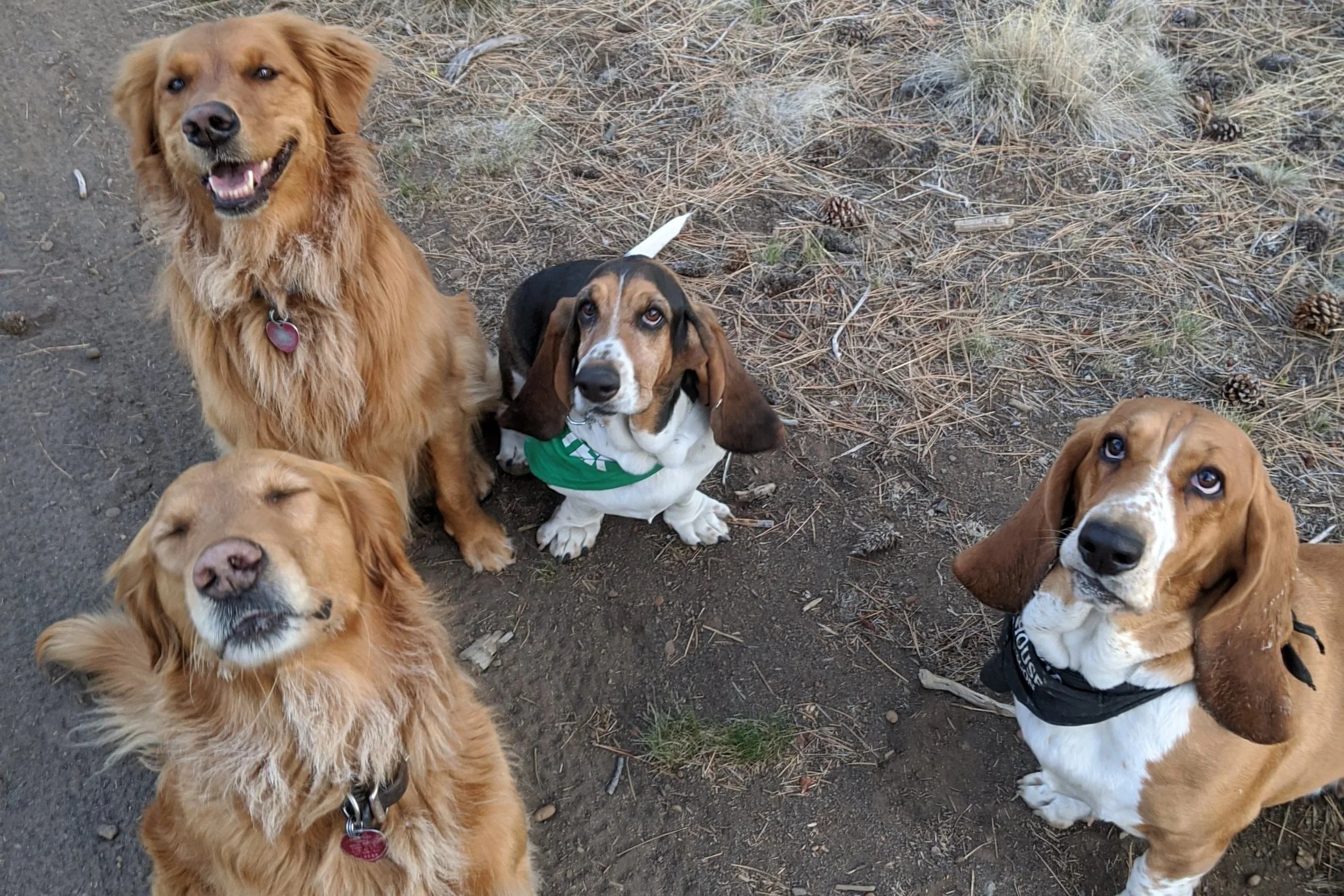 Group of several dogs of different breeds sitting on a dirt trail in a wooded area with pine needles and pinecones.