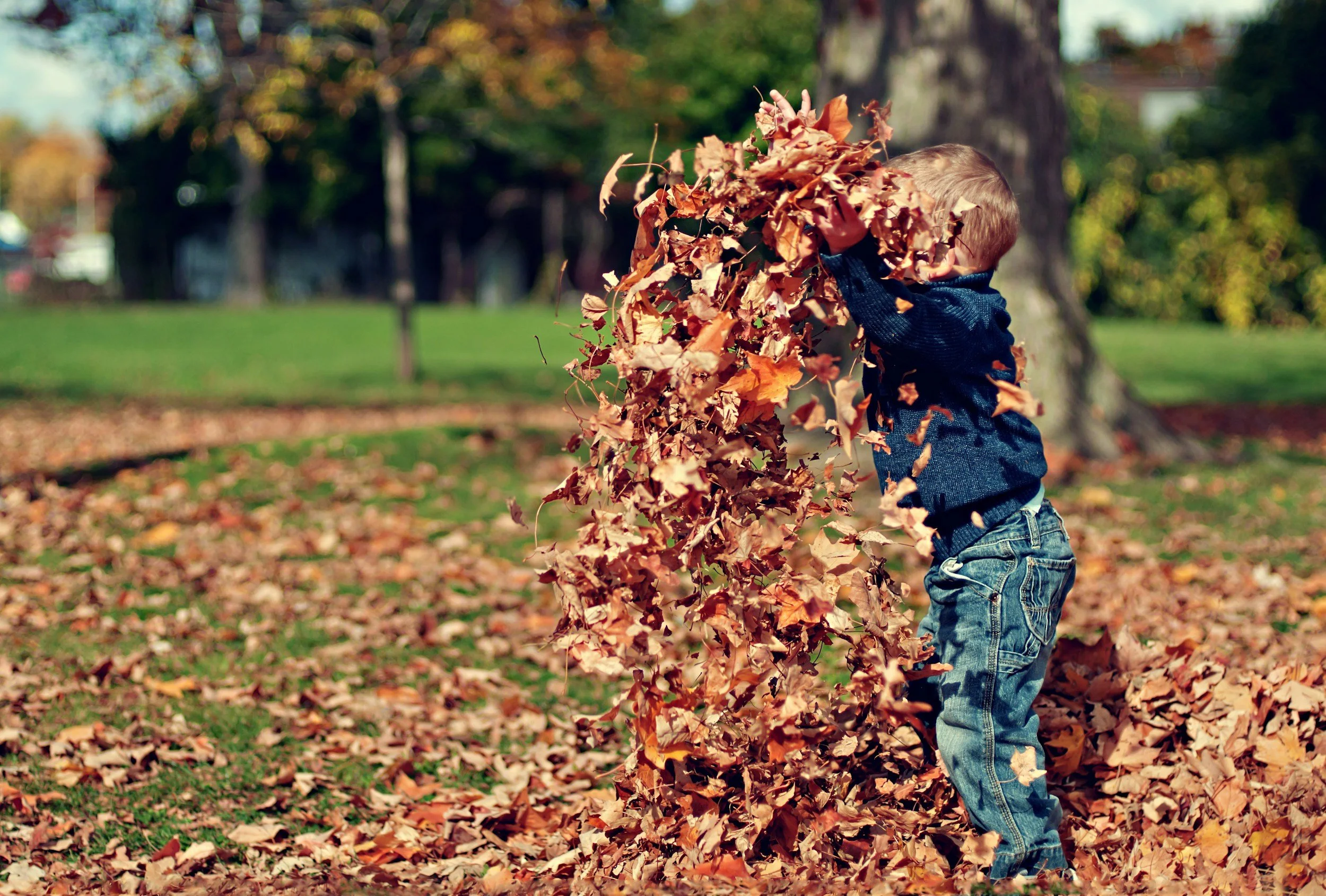 A young child with short blond hair wearing a navy sweater and jeans is outside, partially obscured by a large pile of fallen autumn leaves in a park or yard with trees and grass in the background.