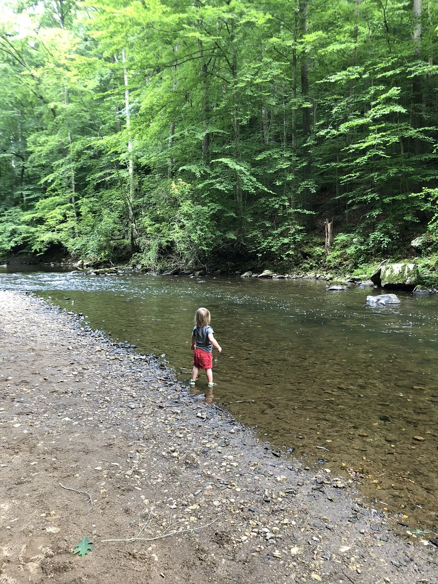 A young child stands in shallow water along a riverbank in a lush forest with dense green trees overhead.