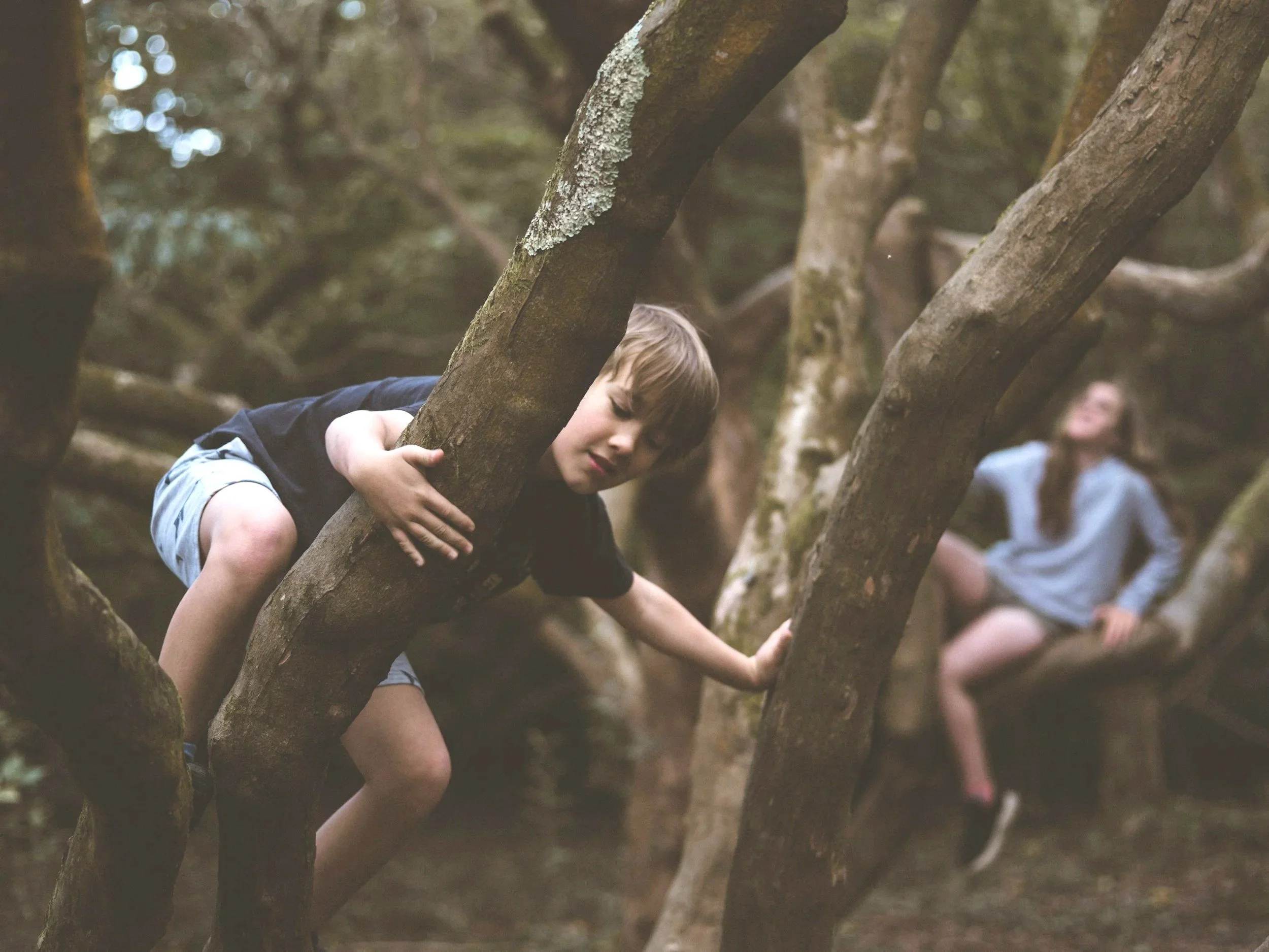 A young boy climbing on tree branches in a forest, with a blurred background of other children and trees.