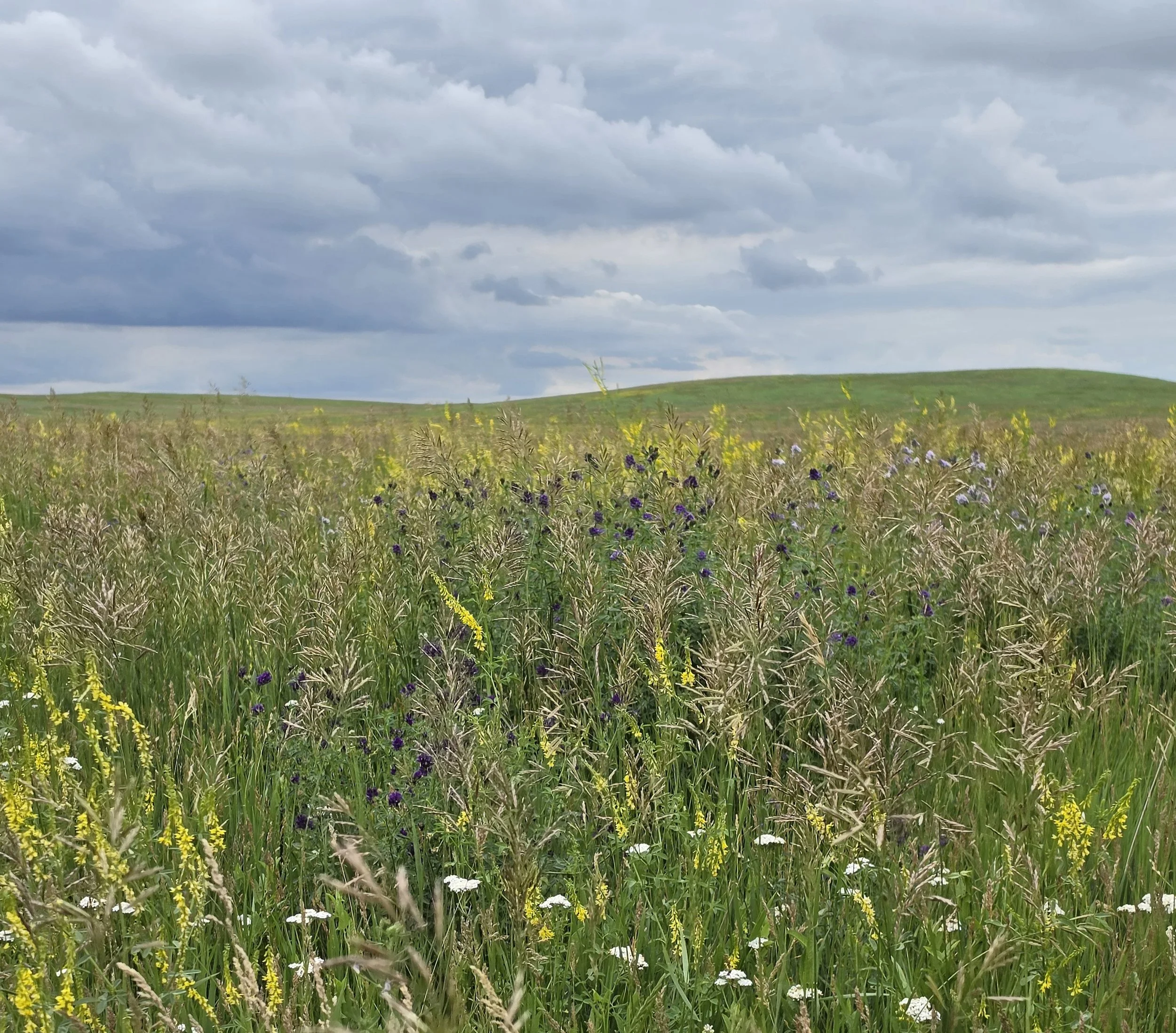 Colors of the prairie