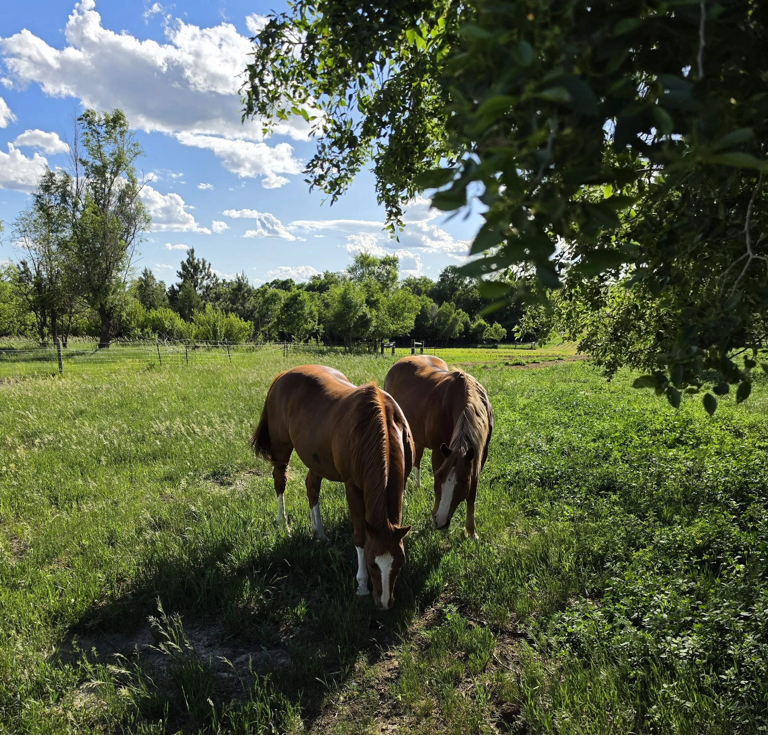Home.