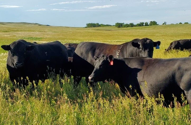 Years of decisions standing in one pasture.  What you build over time matters.