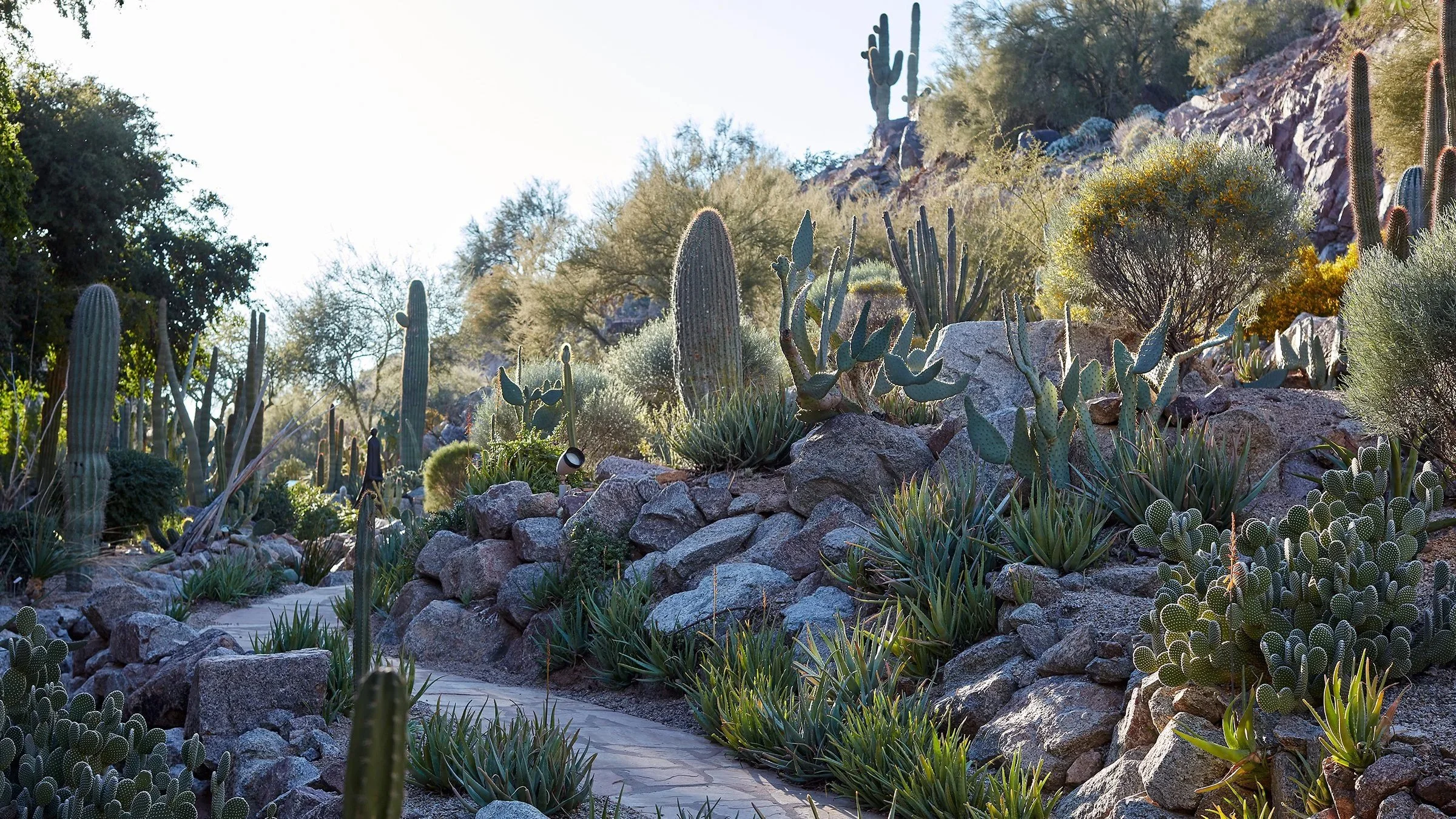 Desert Garden at Summit by Olson Kung