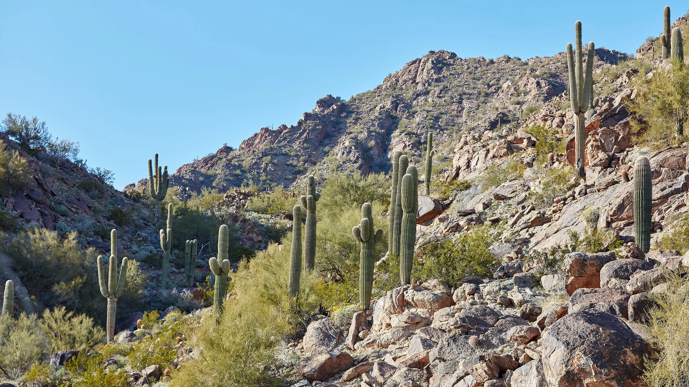 Cactus on Camelback mountainside