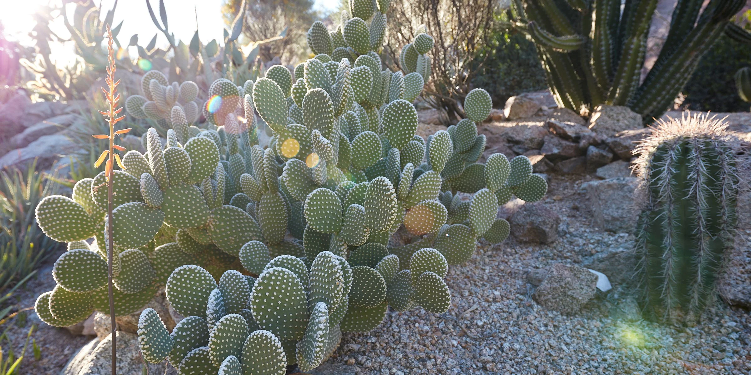 Detail of the cactus garden