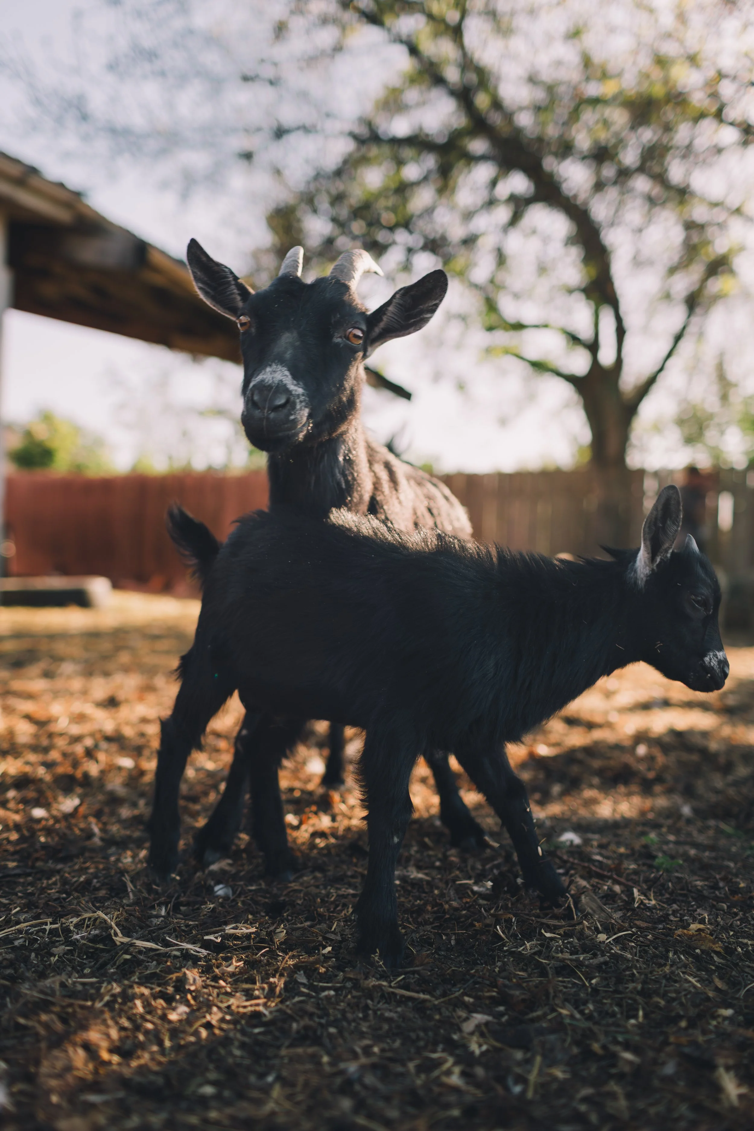 Two young black goats with white horns standing outdoors on leaf-covered ground, with trees and a wooden fence in the background.