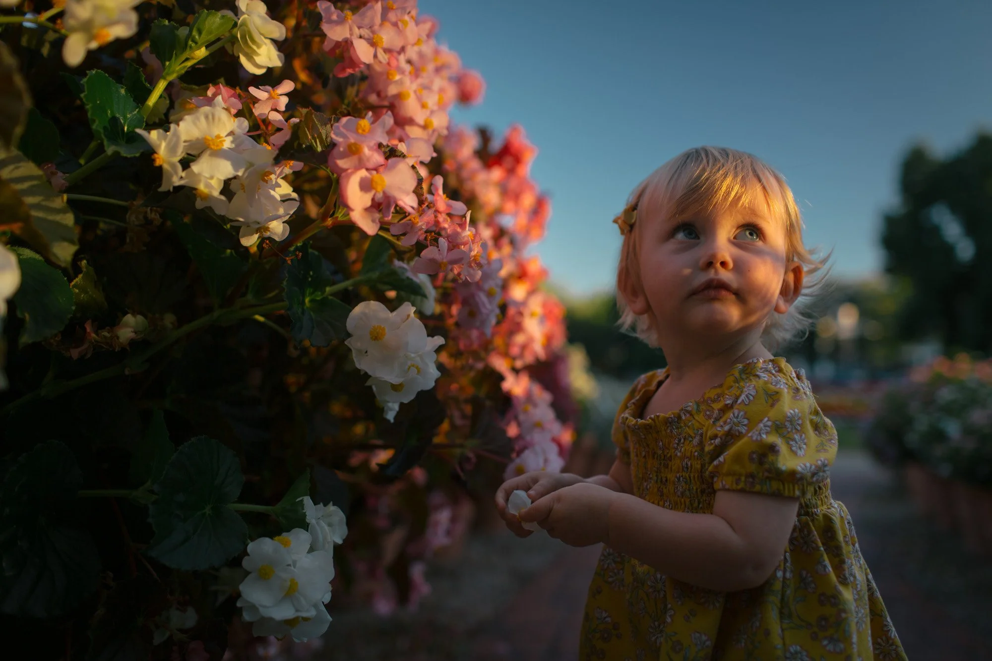 A young girl with blonde hair and blue eyes, wearing a yellow dress with white floral pattern, is looking up at pink and white flowers on a bush during sunset.