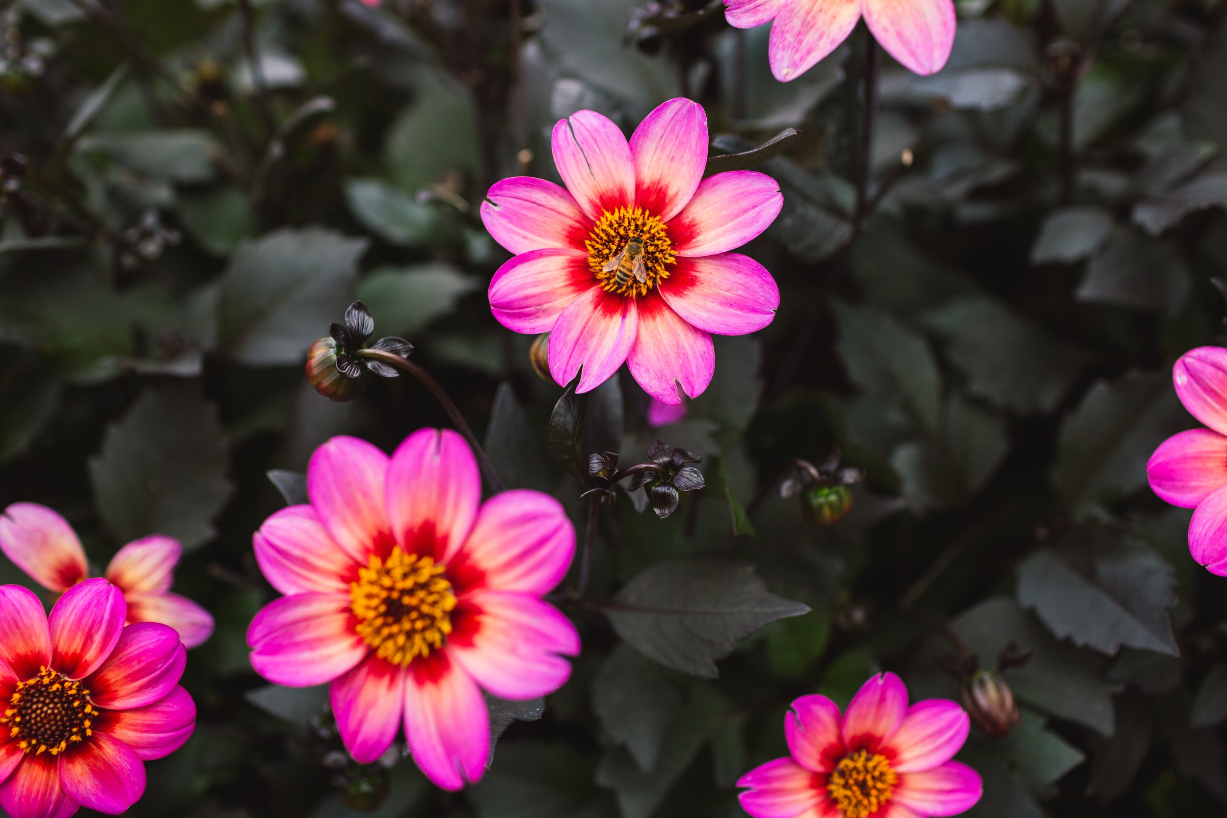 Pink and orange daisy-like flowers with dark centers, surrounded by dark green leaves, with a bee collecting nectar from one of the flowers.