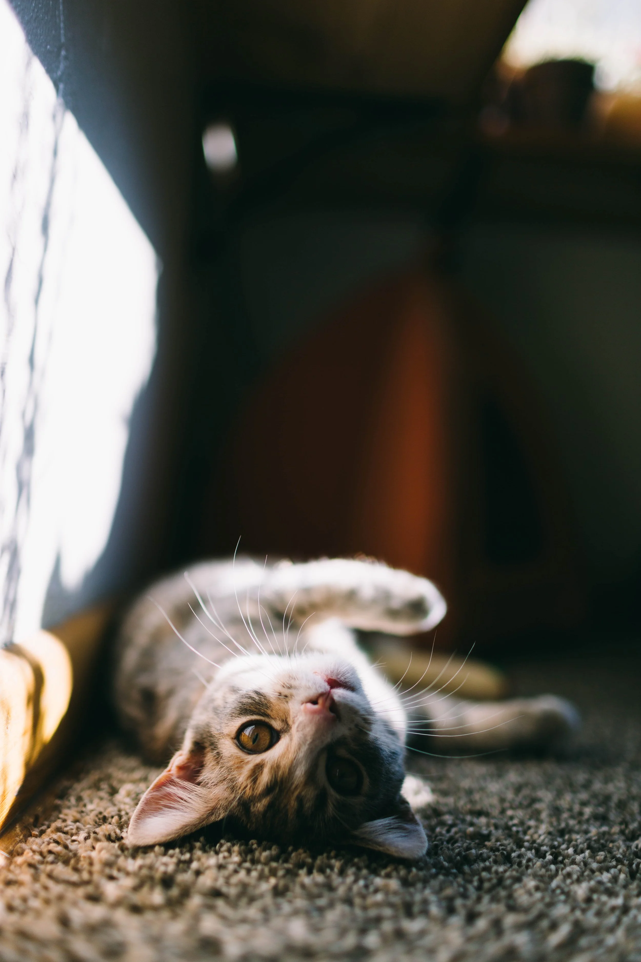 A striped kitten lying on the carpet underneath furniture, looking up with its head turned sideways.