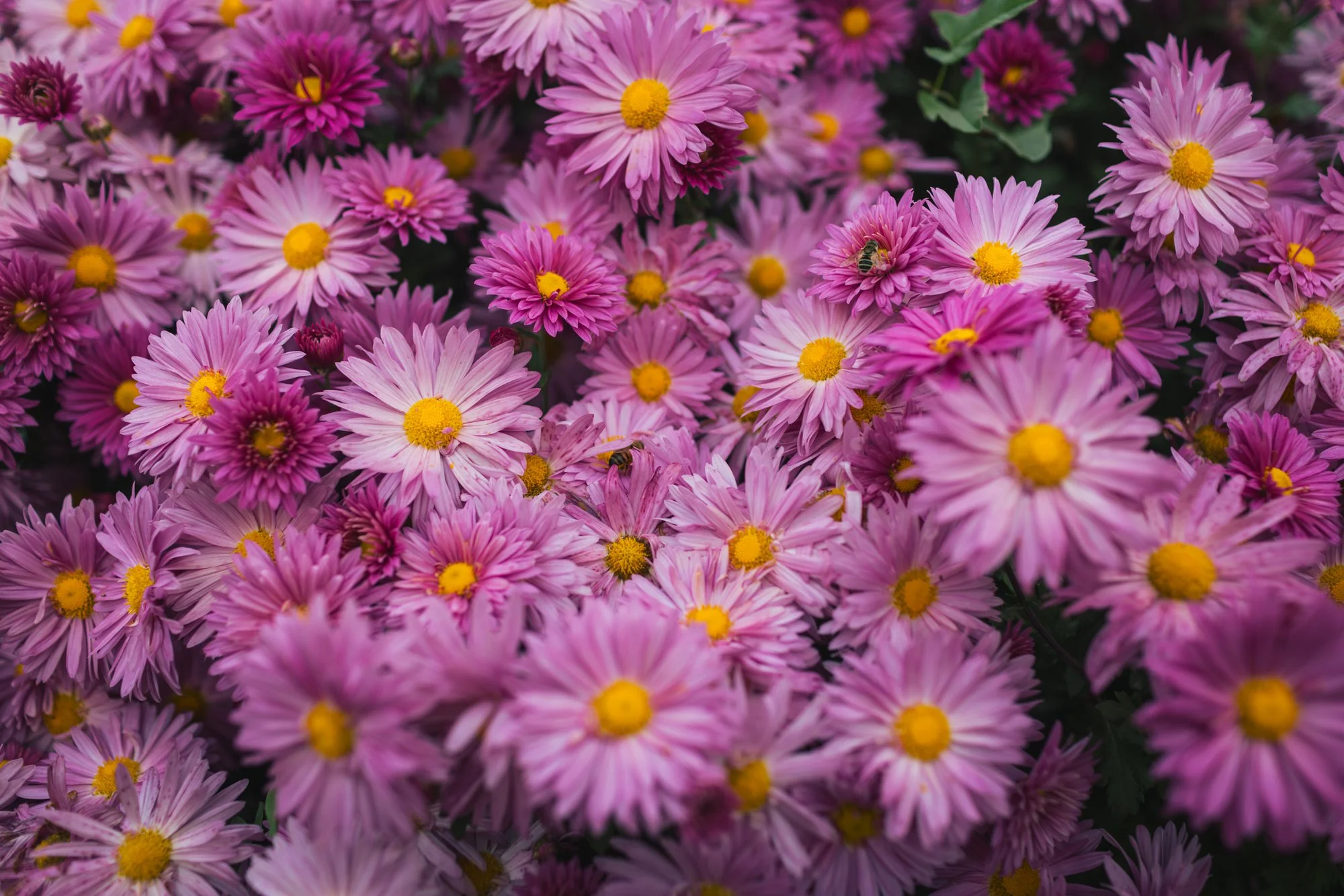 A dense cluster of pink and purple chrysanthemums with yellow centers, including a bee on one of the flowers.