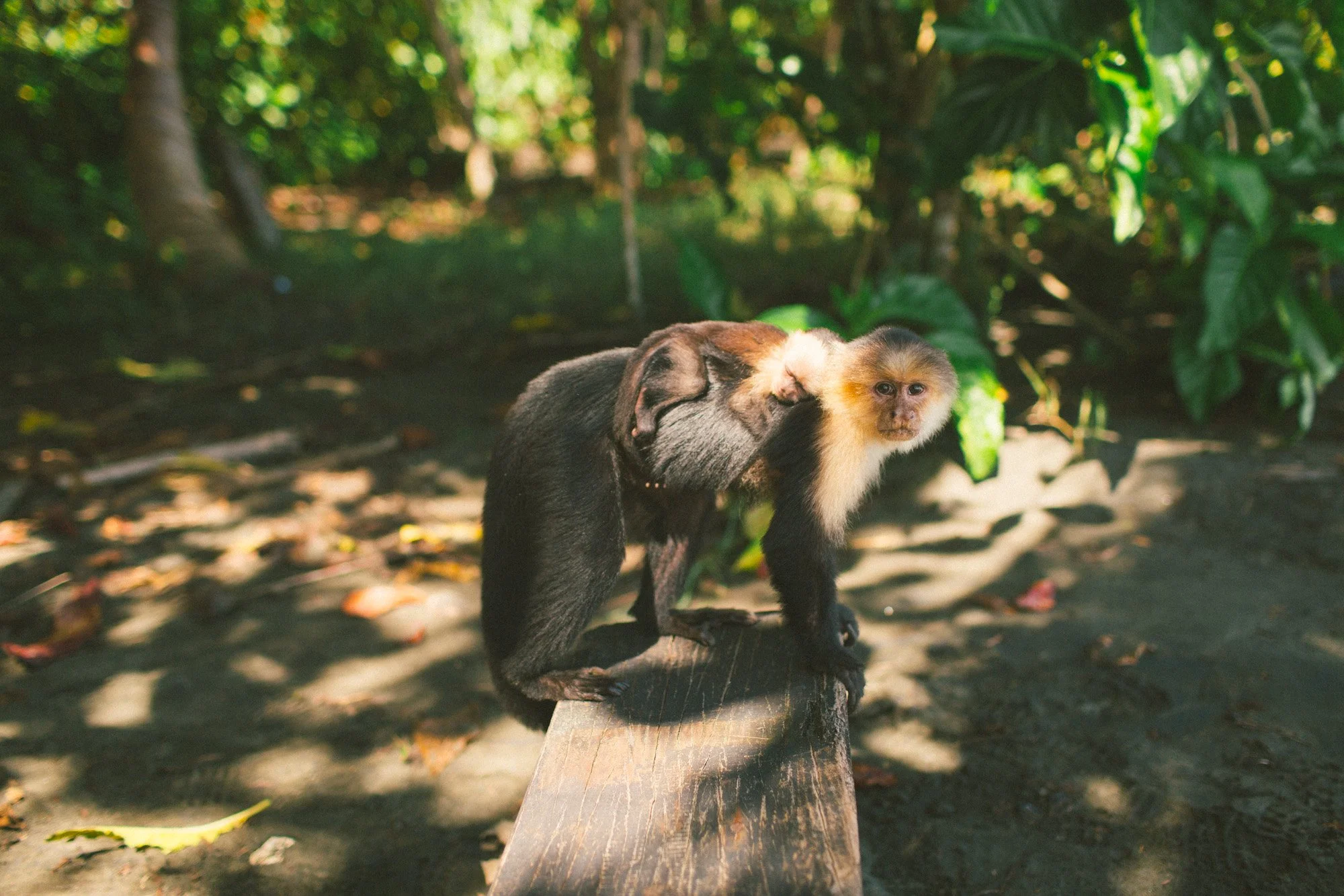 A young capuchin monkey sitting on a wooden platform in a green, leafy outdoor environment, with sunlight filtering through the trees.
