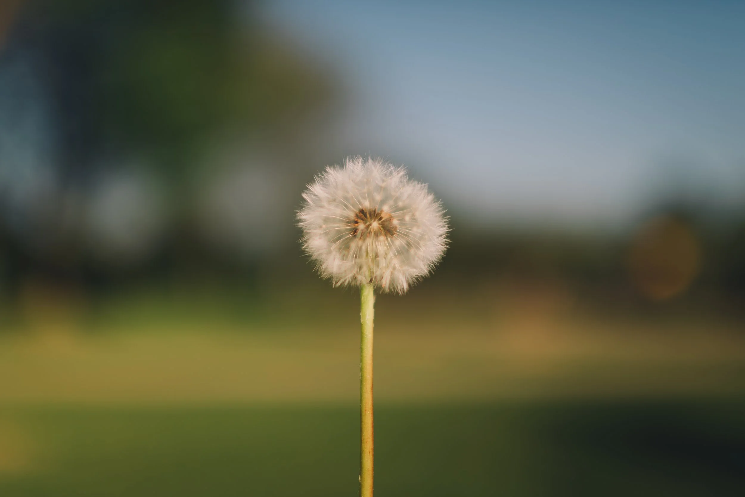 Close-up of a dandelion seed head against a blurred background of green and blue sky.