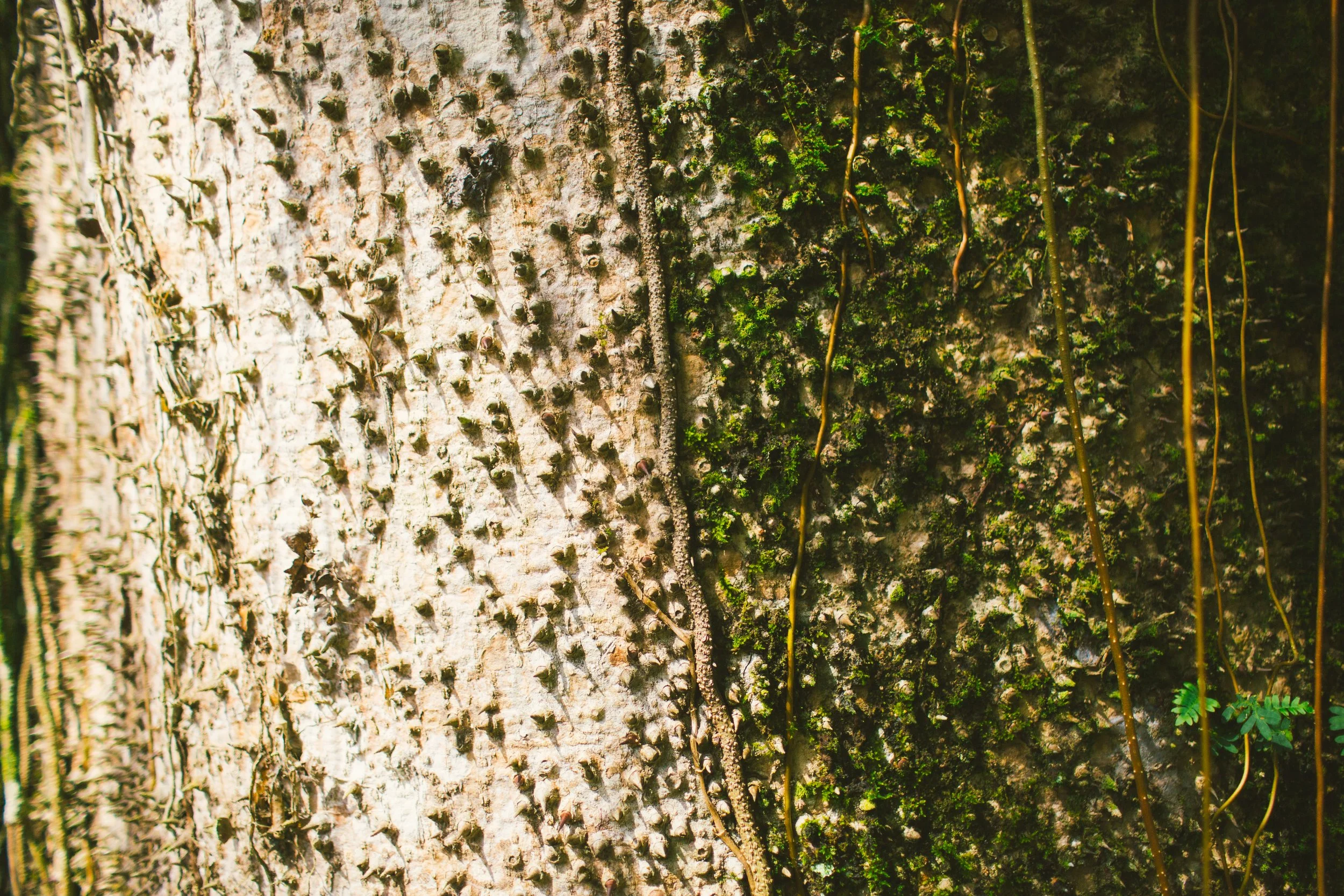 Close-up of a tree trunk covered with moss, vines, and small plants, showing textured bark and natural growth patterns.