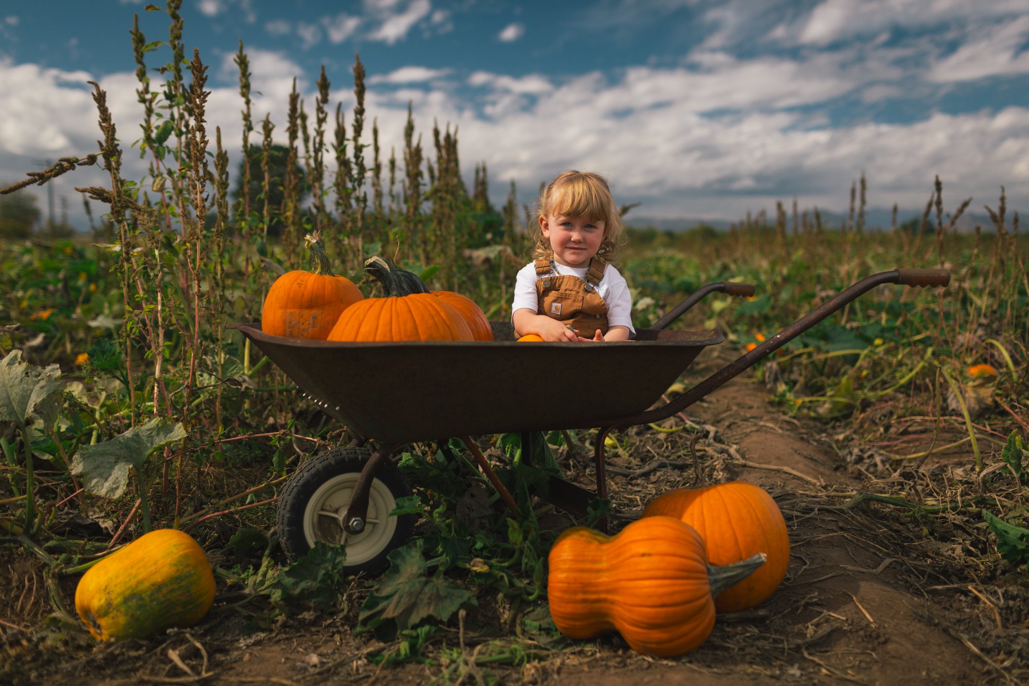 A young girl sitting in a wheelbarrow with pumpkins on a farm or pumpkin patch, with more pumpkins on the ground and a field of tall plants in the background. The sky is partly cloudy.