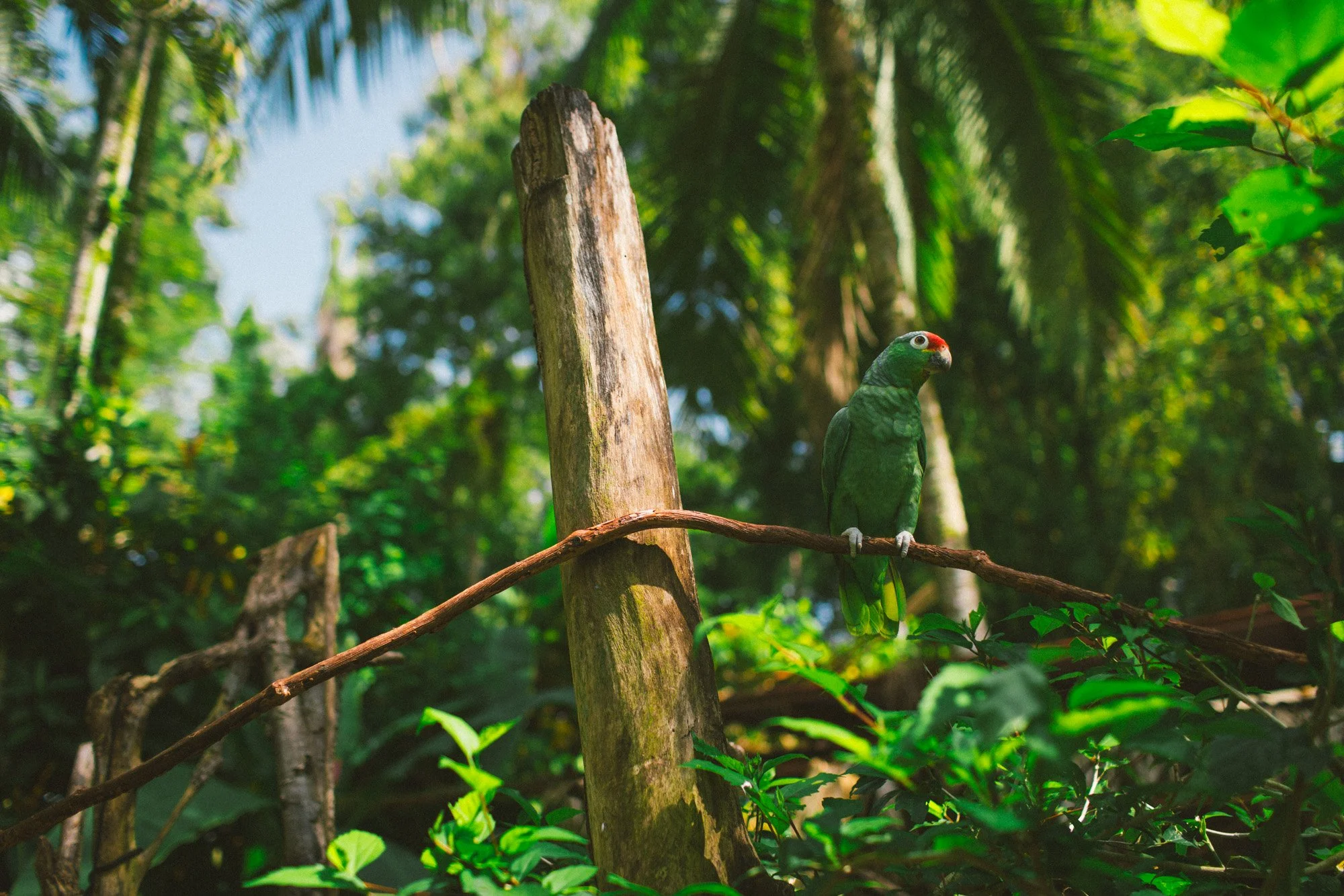 A green parrot with red and yellow markings on its head perched on a branch in a lush tropical forest background.