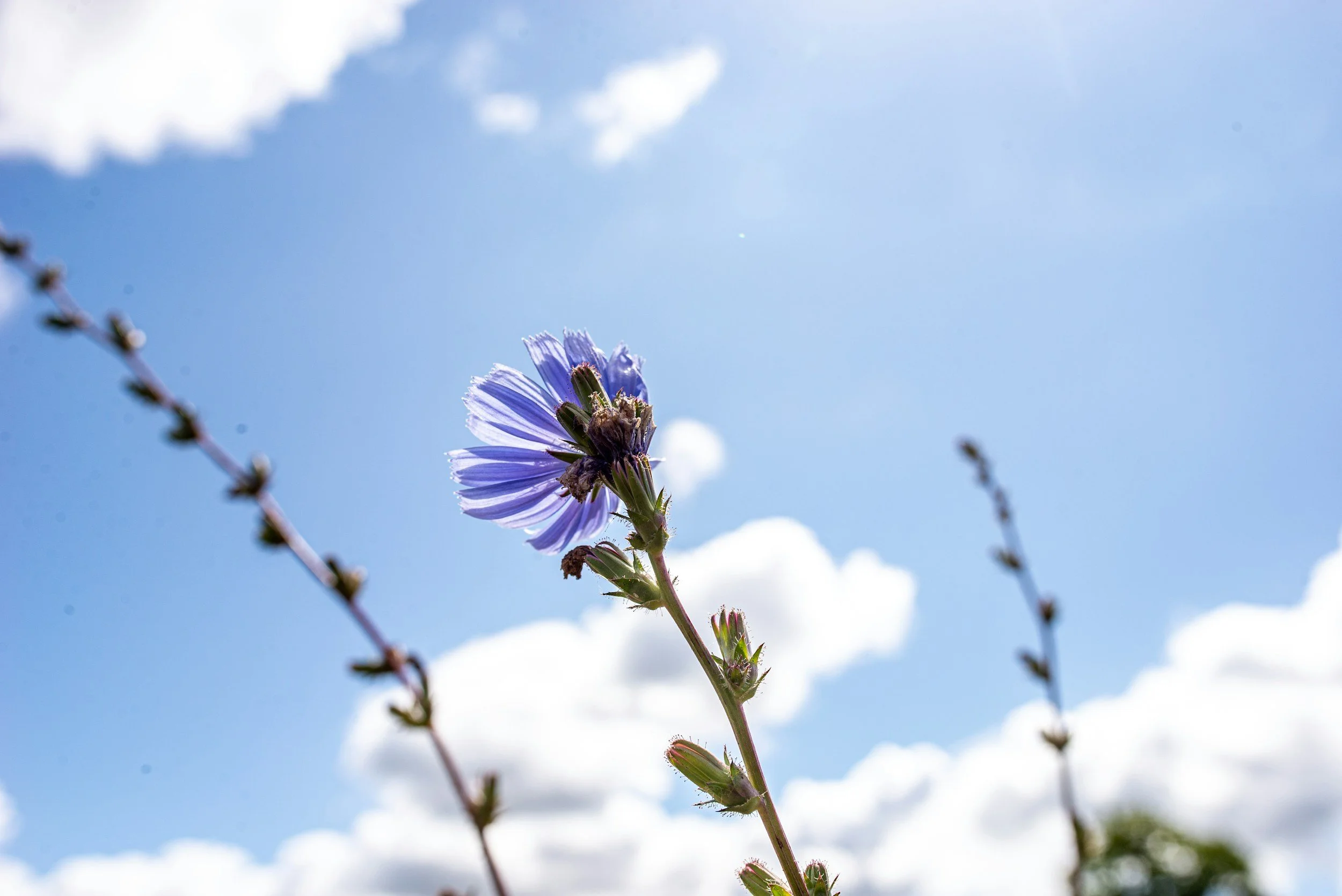 Close-up of a purple flower blooming on a tall plant against a bright blue sky with white clouds.