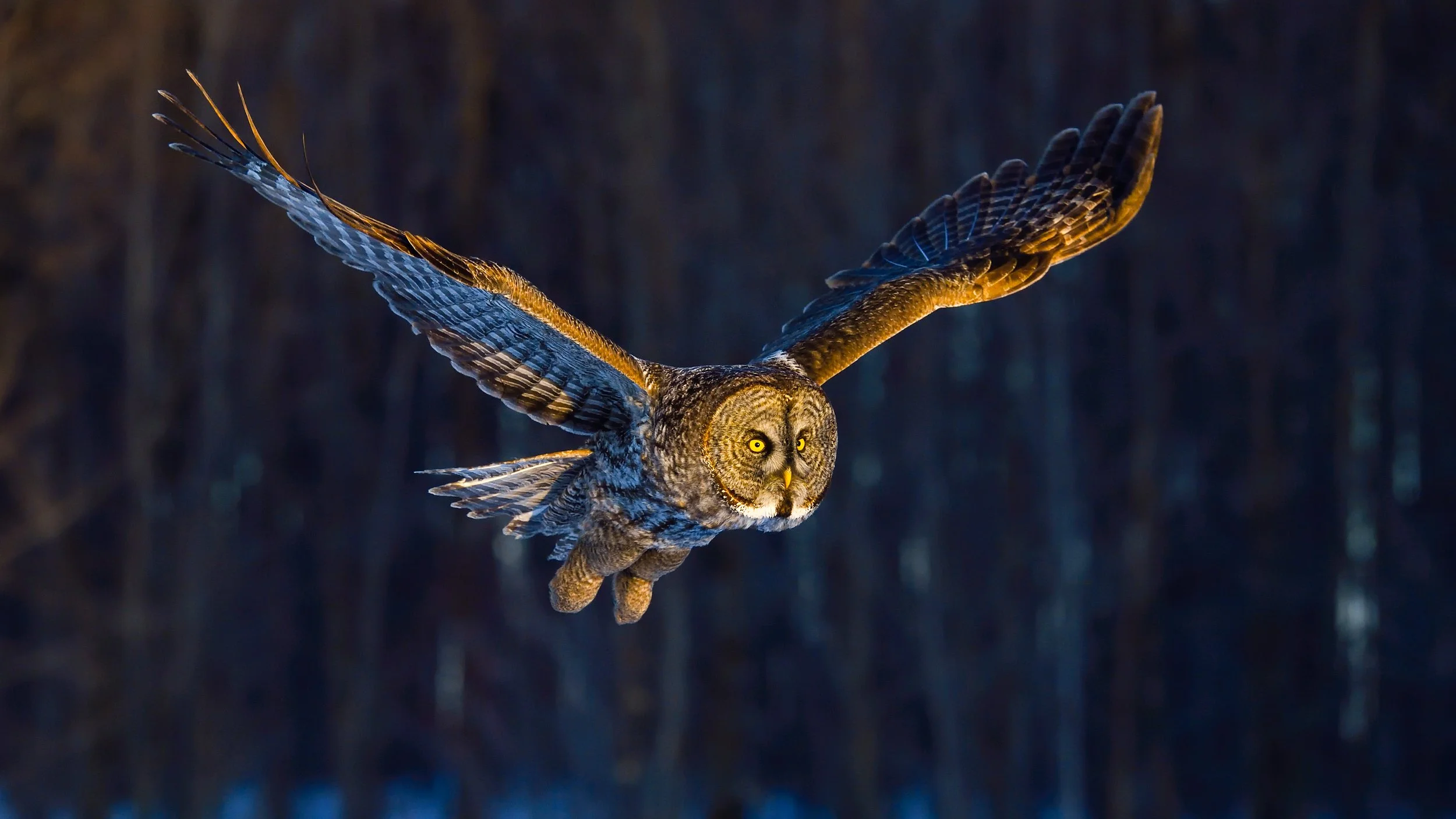 A large owl flying with wings spread wide against a dark background.