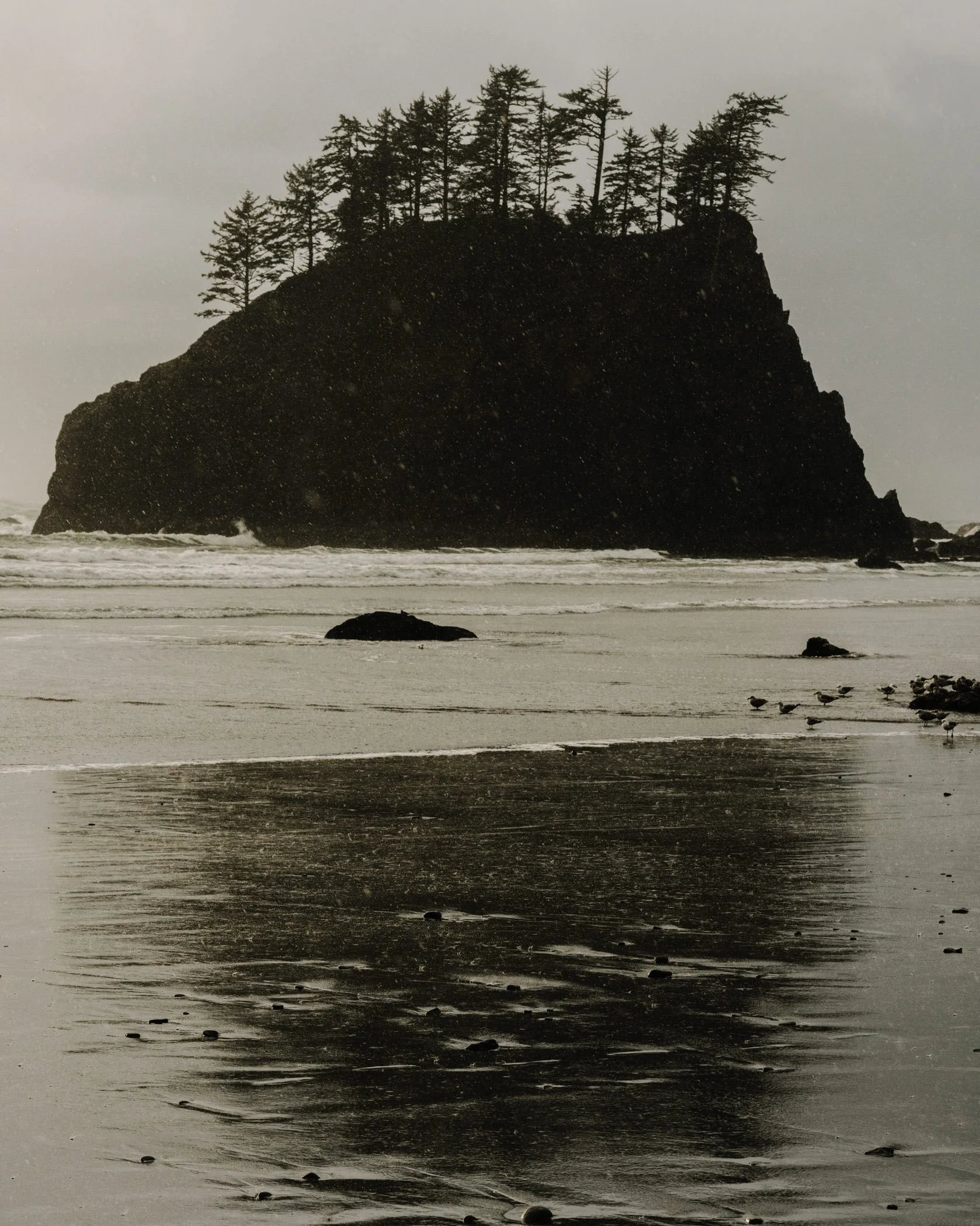 Olympic NP_SE_Alltrails032025HR-165.jpg