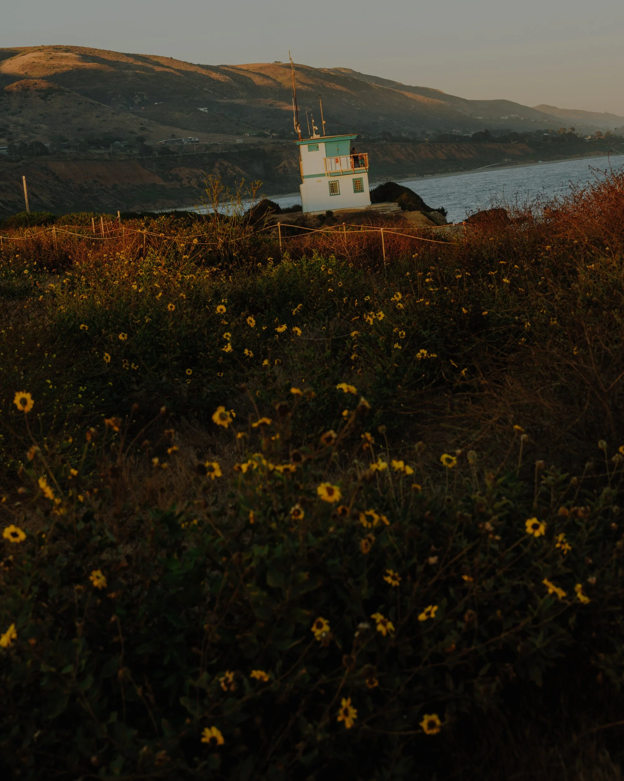 A lighthouse on a hill overlooking the ocean with yellow flowers in the foreground and rolling hills in the background during sunset.