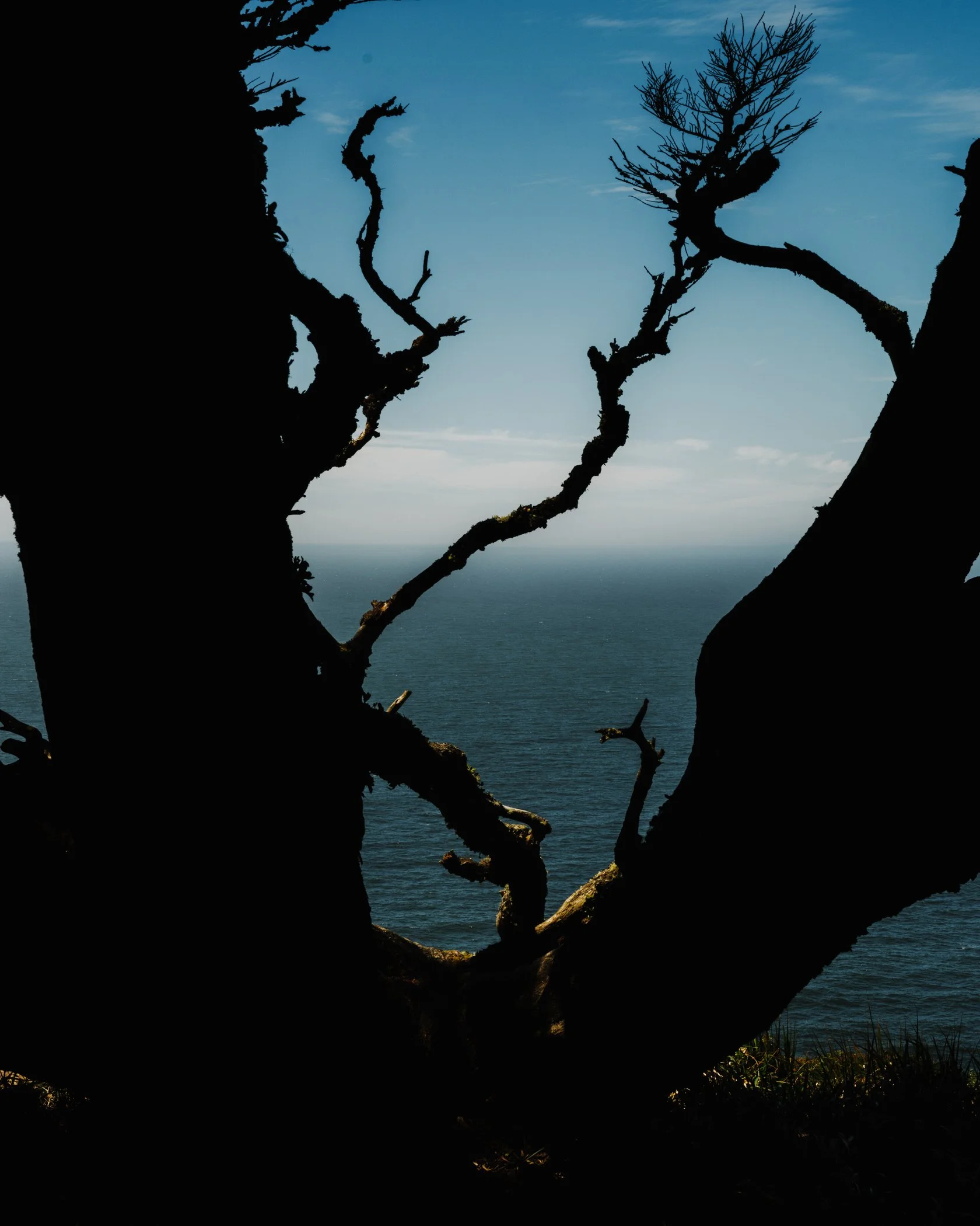 Silhouetted tree branches framing a view of the ocean and sky with some clouds.