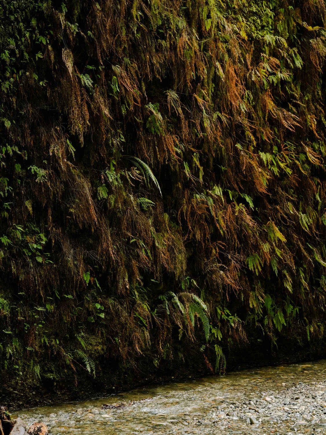A moss-covered vertical rock face next to a shallow, rocky stream.
