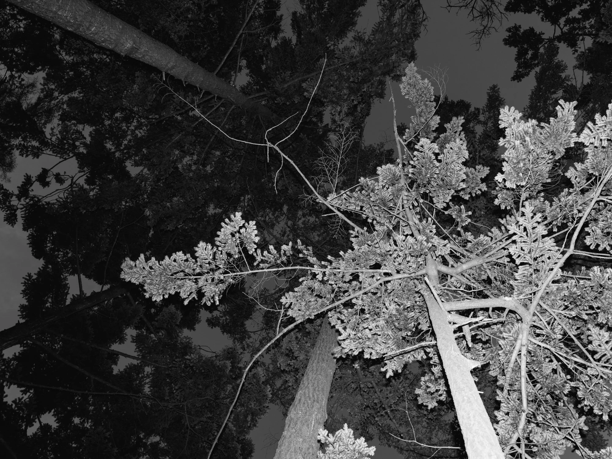 Nighttime view of tall trees, some with frosted or snow-covered branches, looking upward from the ground.