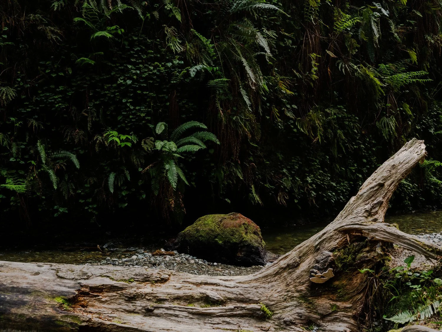 A forest scene with green ferns and foliage, a moss-covered rock, and a fallen log over a small creek.