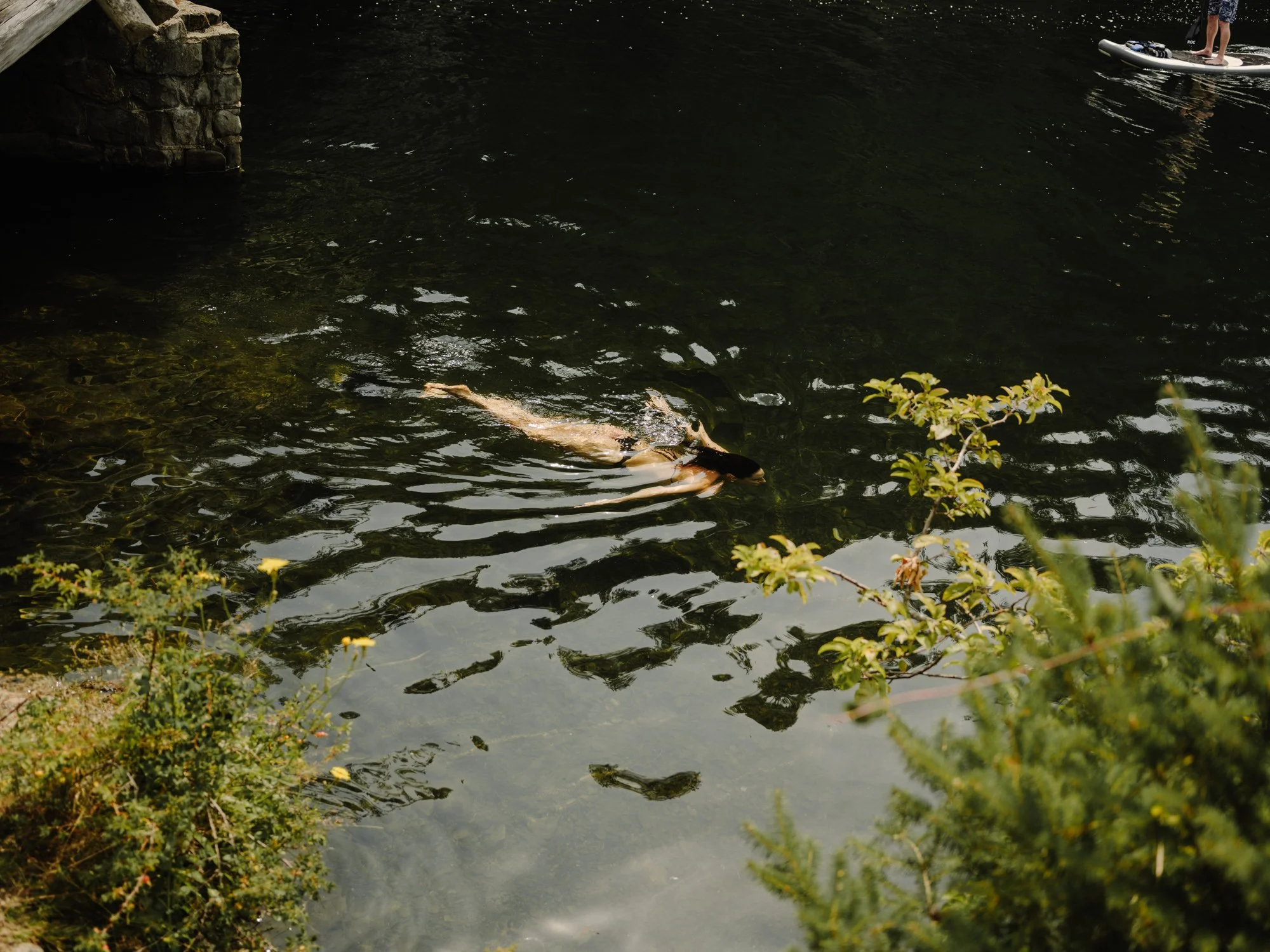 A person paddleboarding on a dark body of water, with a fish swimming near the surface and some greenery in the foreground.