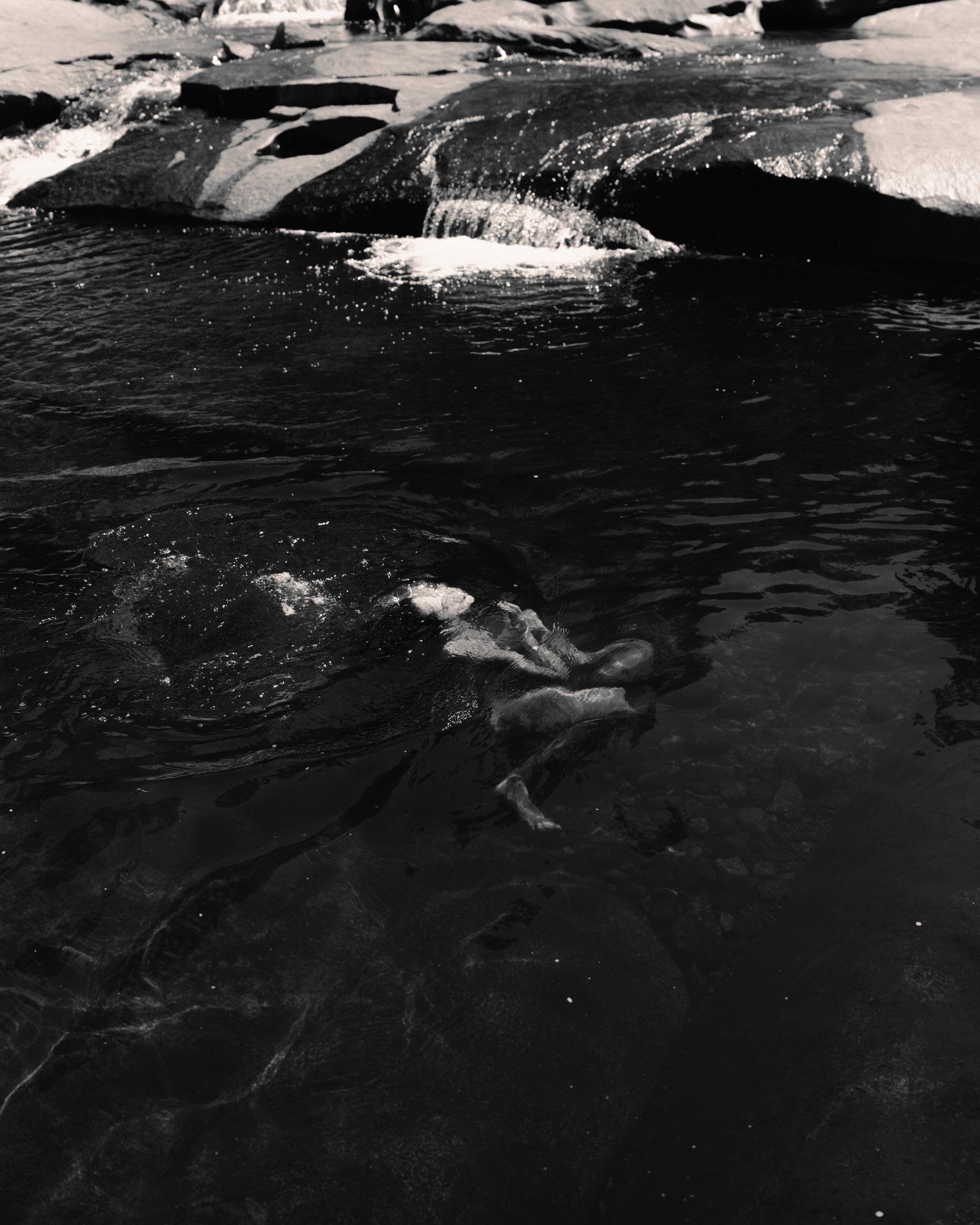 Sequoia NP_SE_092024HR-27.jpg