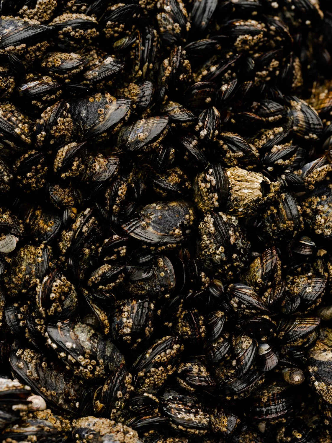 Close-up of a large cluster of black mussel shells covered with barnacles.