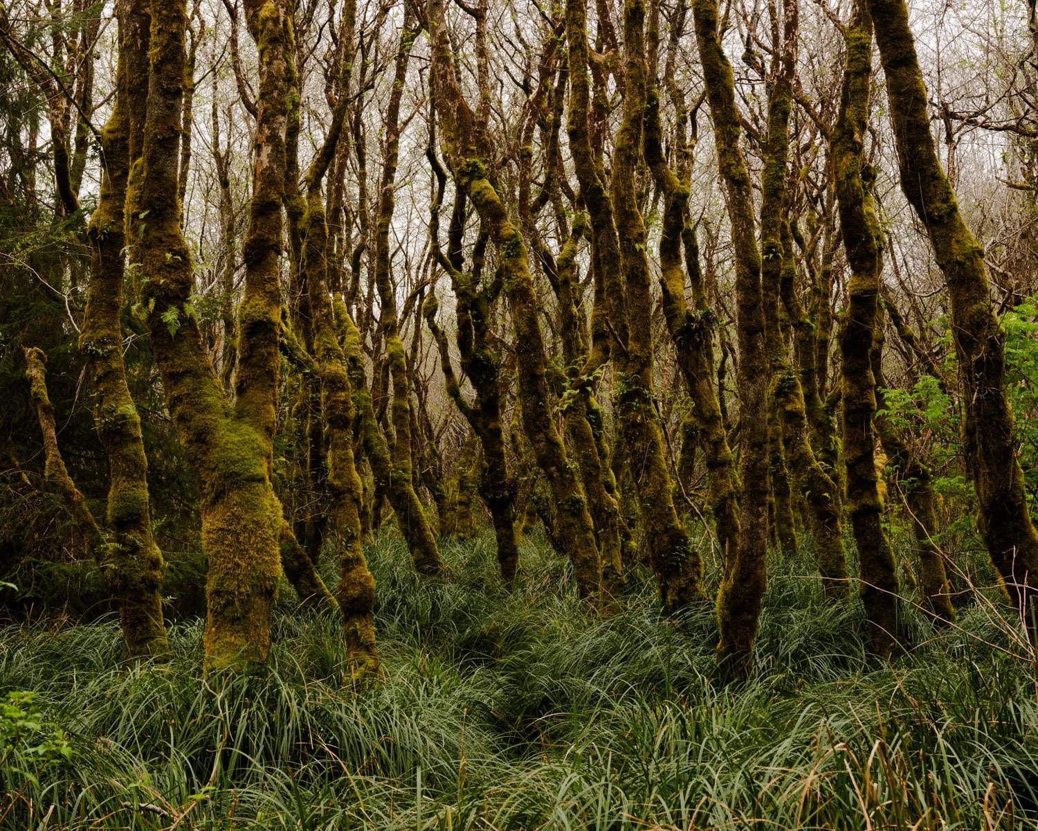 A dense forest with moss-covered trees and tall grass in the foreground.
