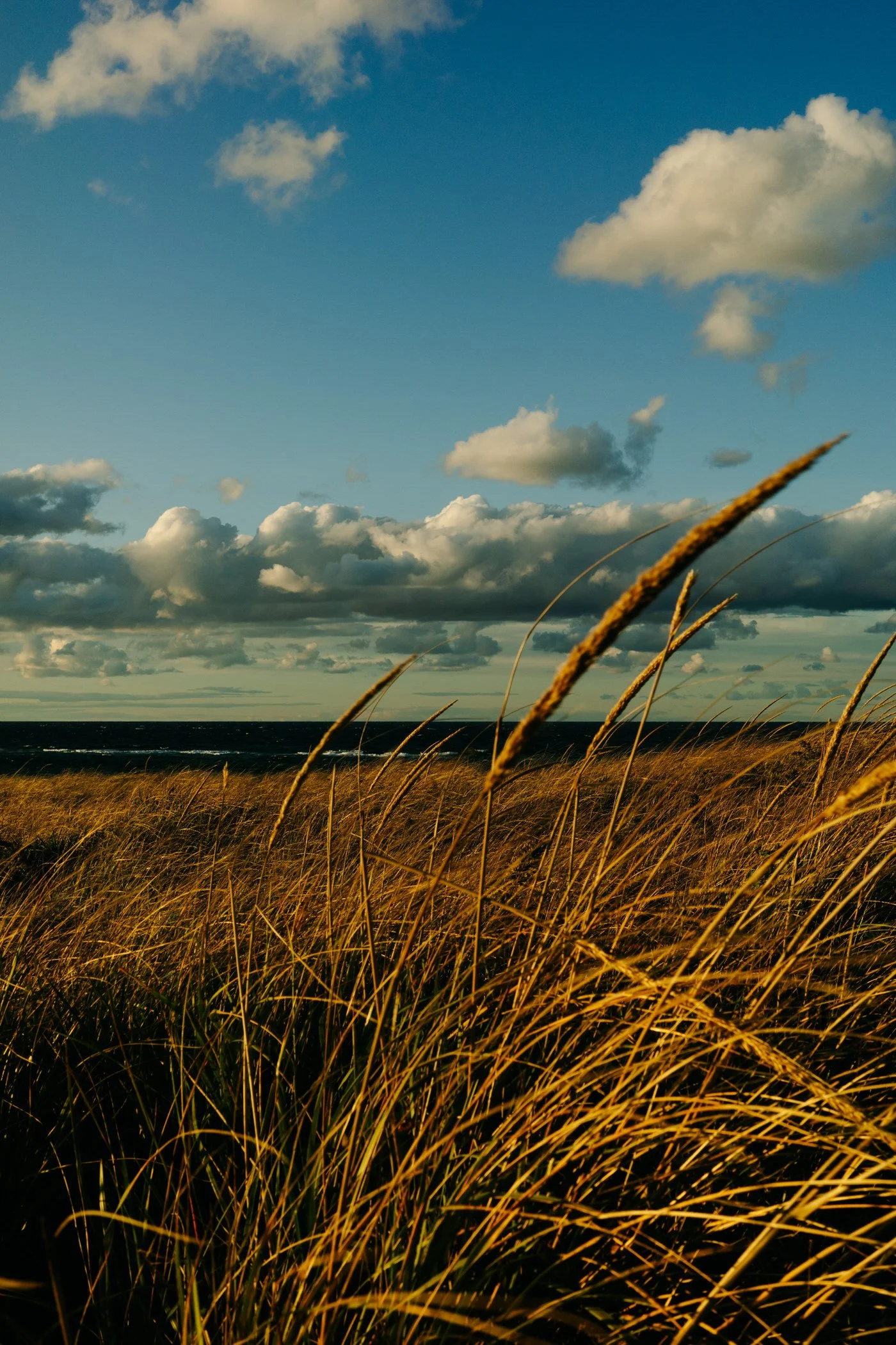 Tall golden grass in the foreground with a cloudy sky and ocean in the background during sunset.