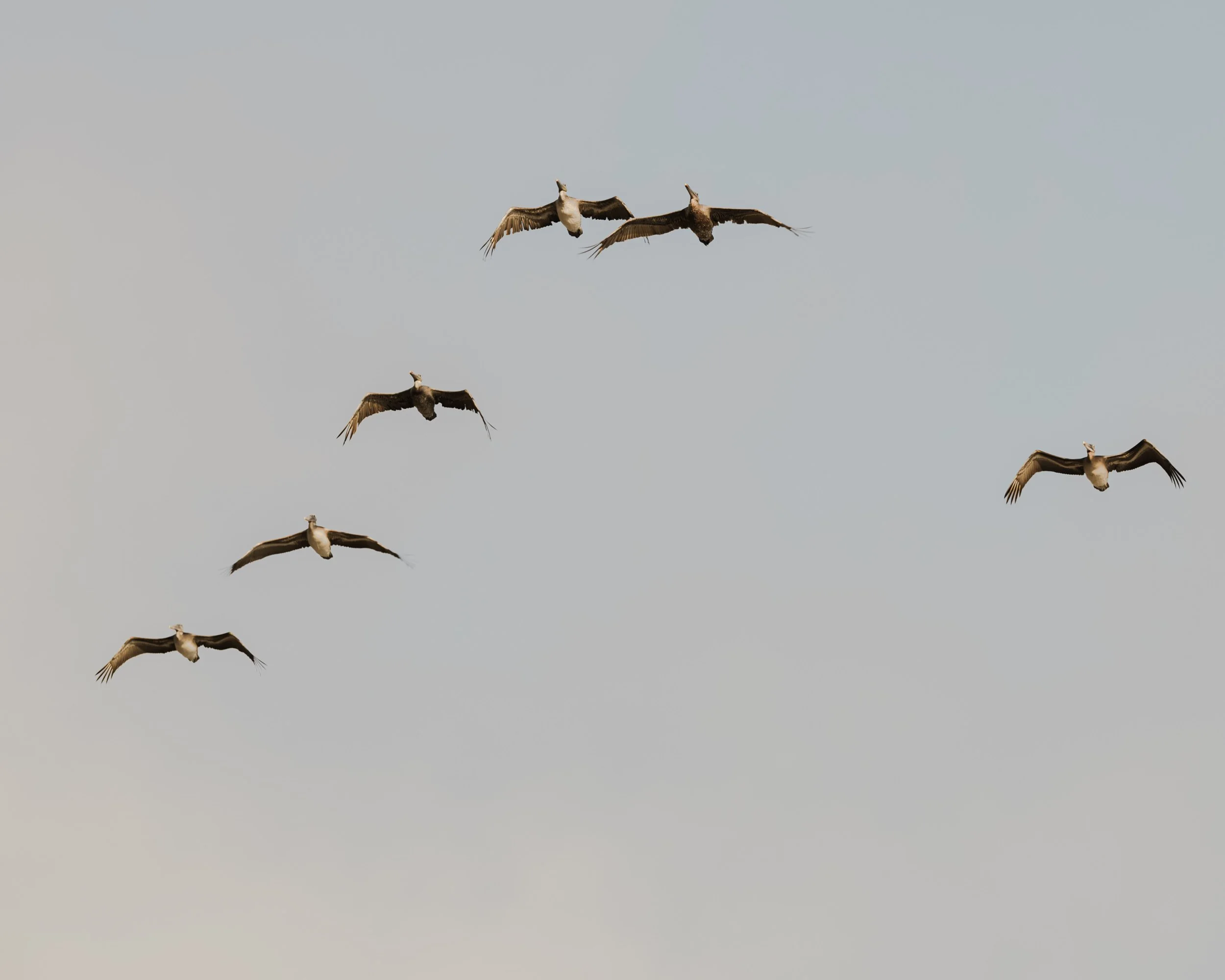 Four large birds flying in the sky with a clear background.