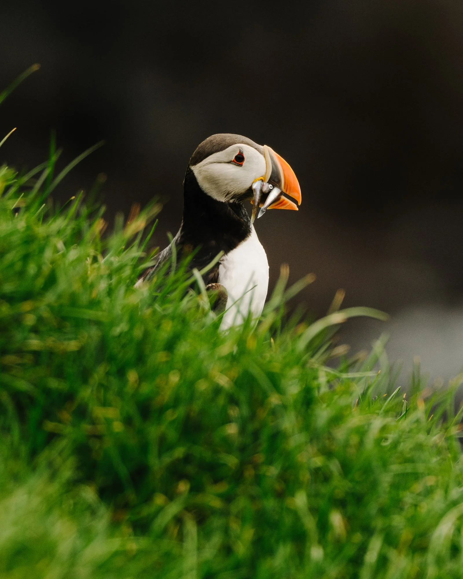 Iceland_NGE_082024SE_WEB-17.jpg