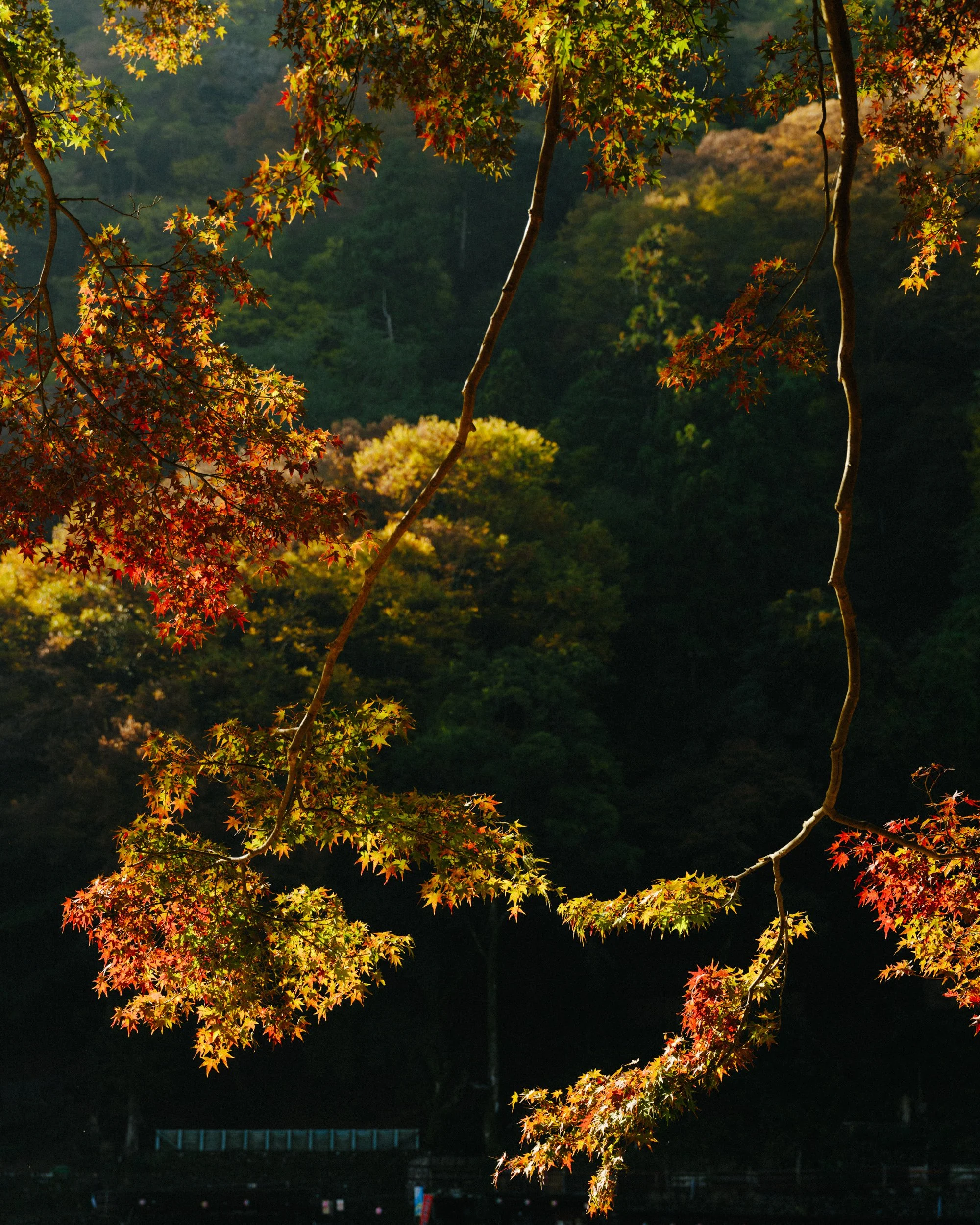 Tree branches with colorful autumn leaves, illuminated by sunlight, against a dark background with a faint outline of a structure at the bottom.