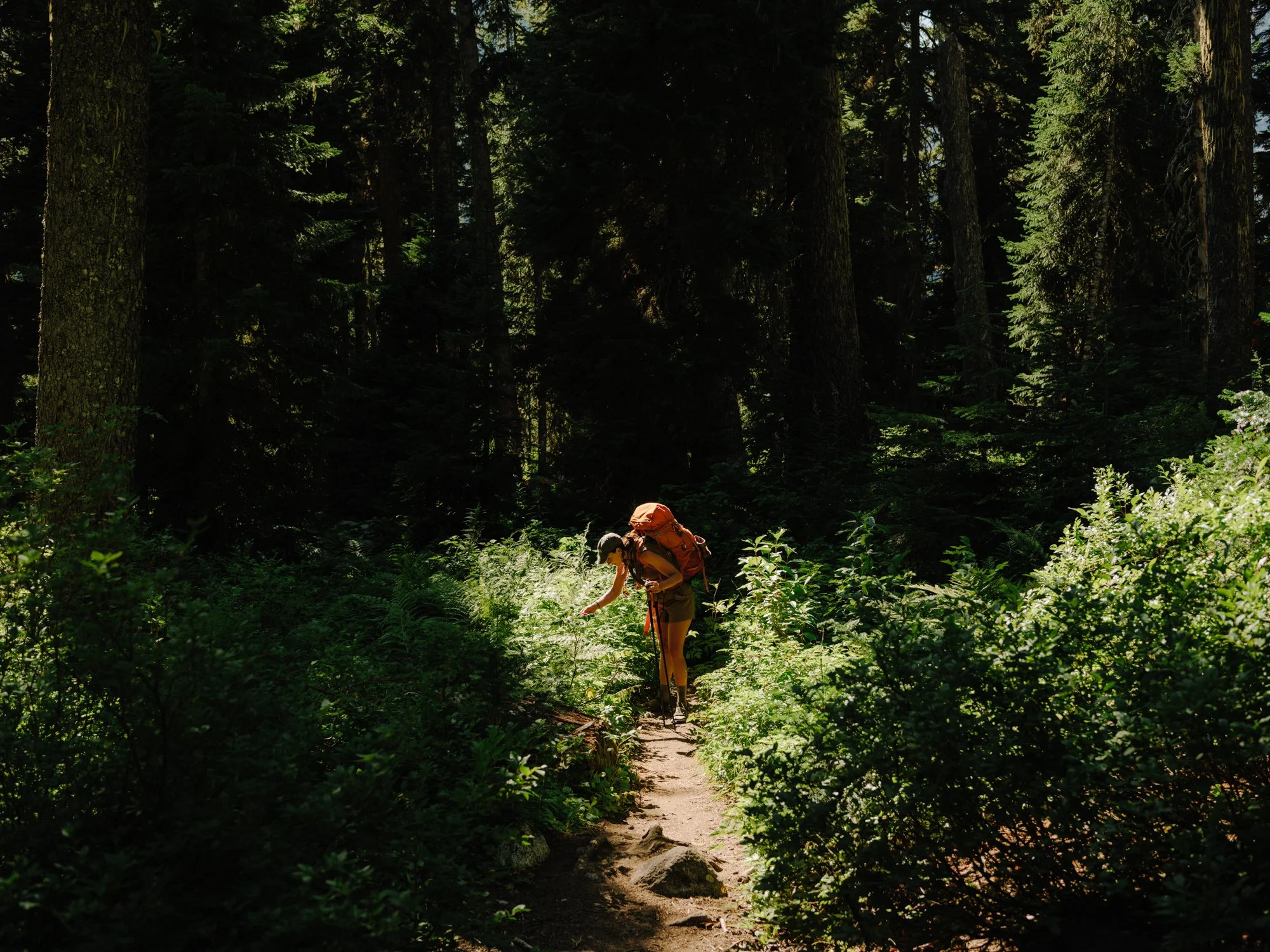 A person hiking in a dense forest with tall trees and lush green foliage, wearing an orange backpack and hat, walking along a dirt trail.