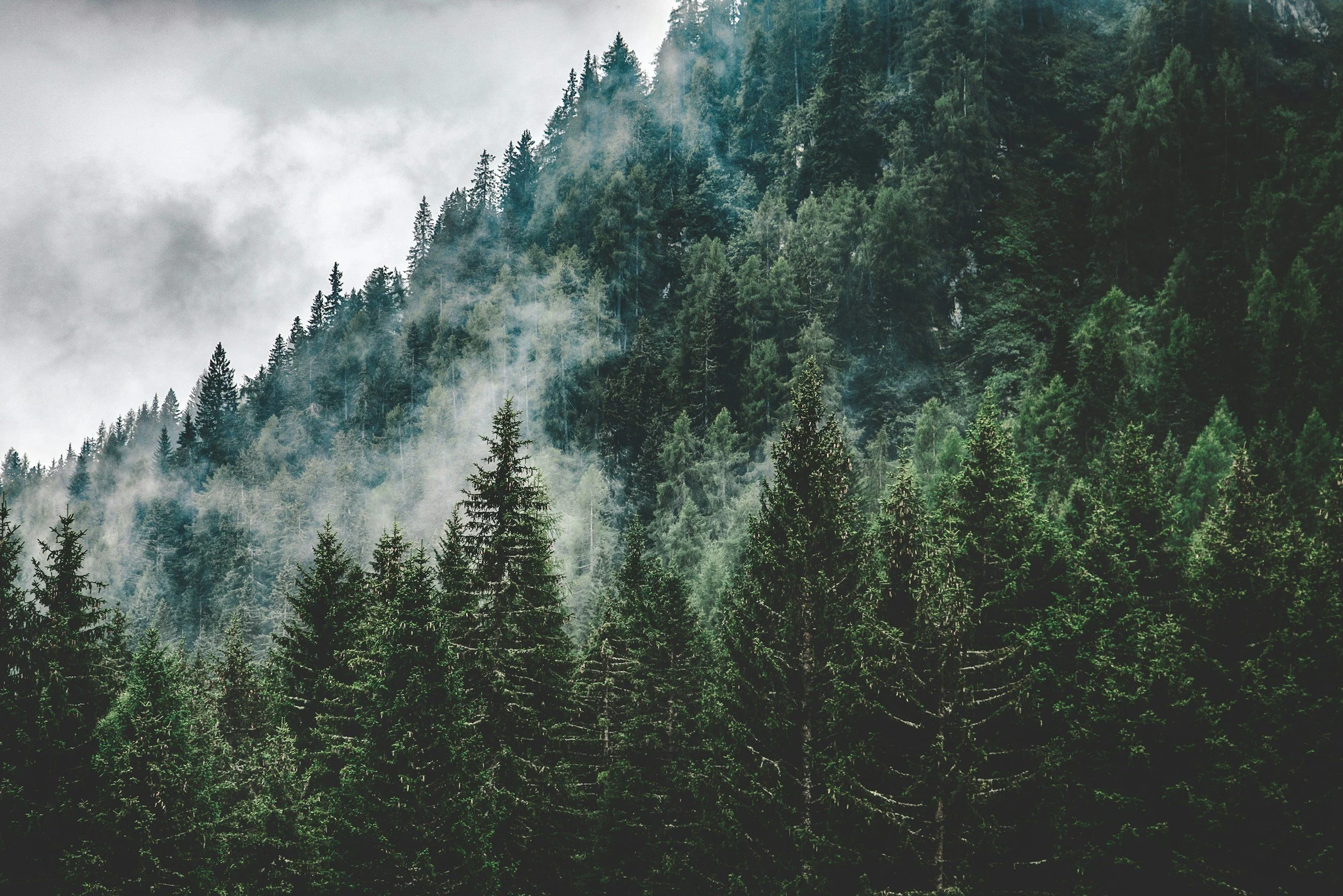 Bosque de árboles de coníferas en las montañas con niebla y nubes en el cielo