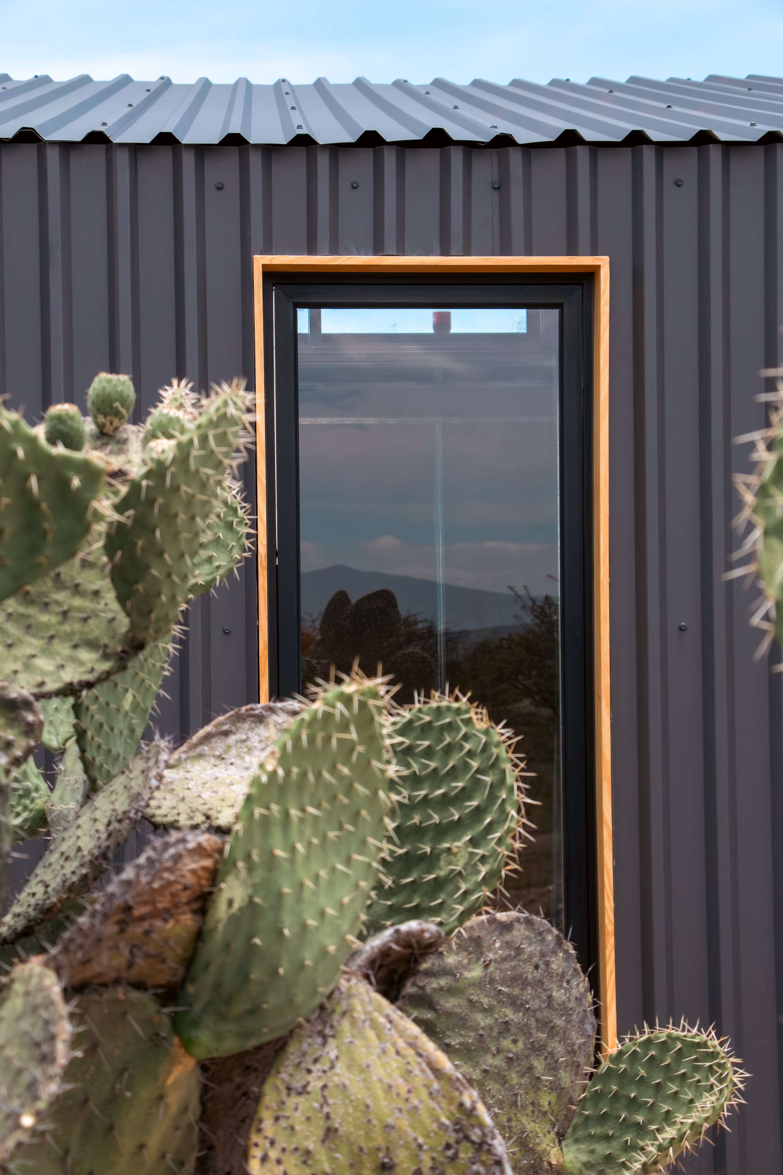 Cactus frente a una fachada de metal ventilada con ventana con marco de madera.