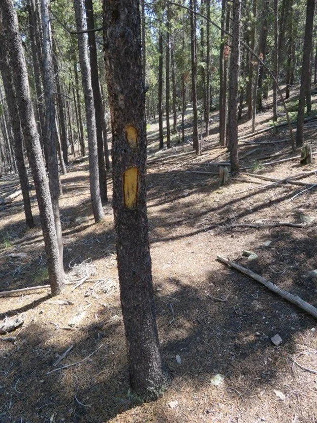 Trail sign among lodgepole pines