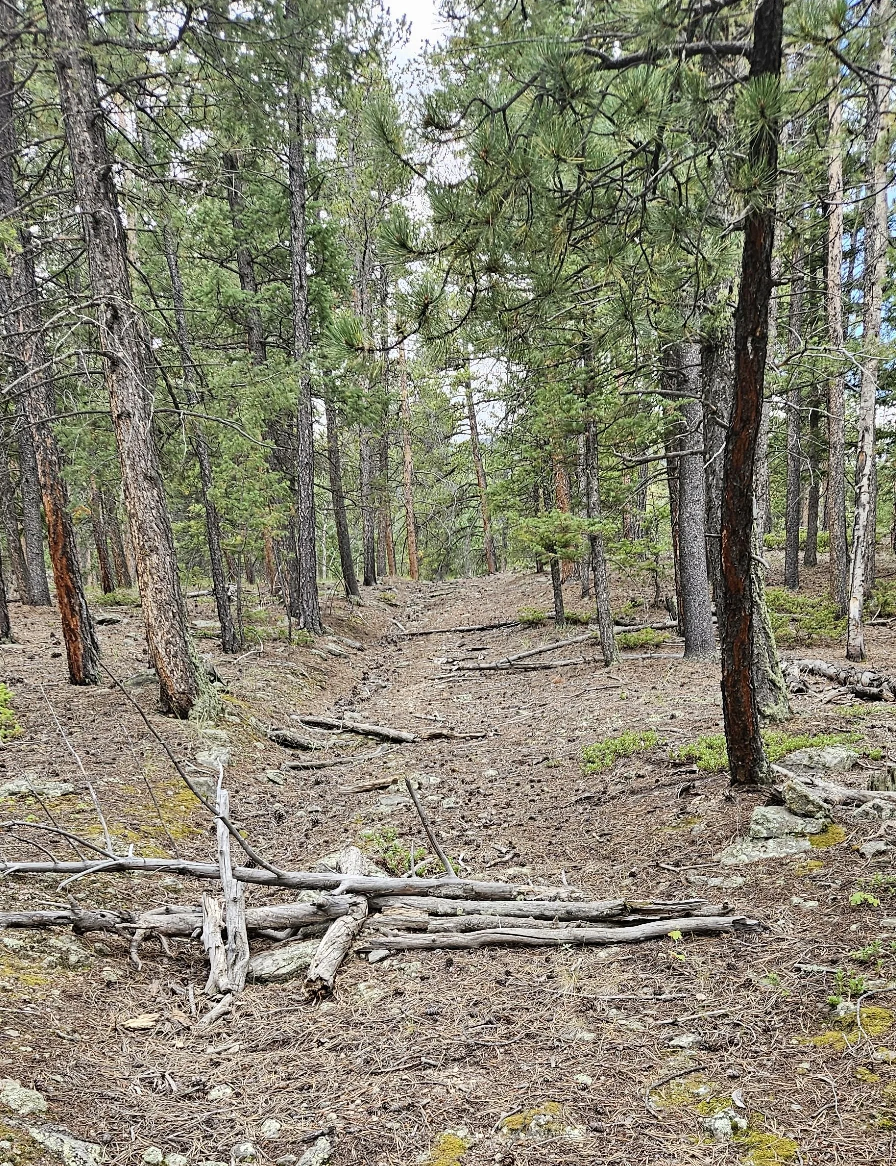 Chapter 20 Abandoned secondary timber road