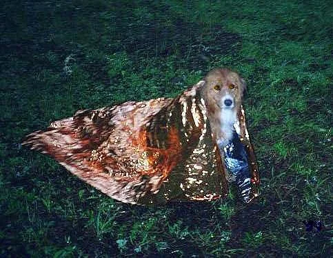 Chapter 16 Wet Ginger in camp