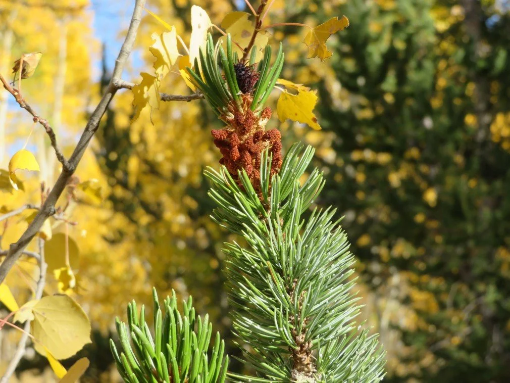 Bristlecone male and female cones