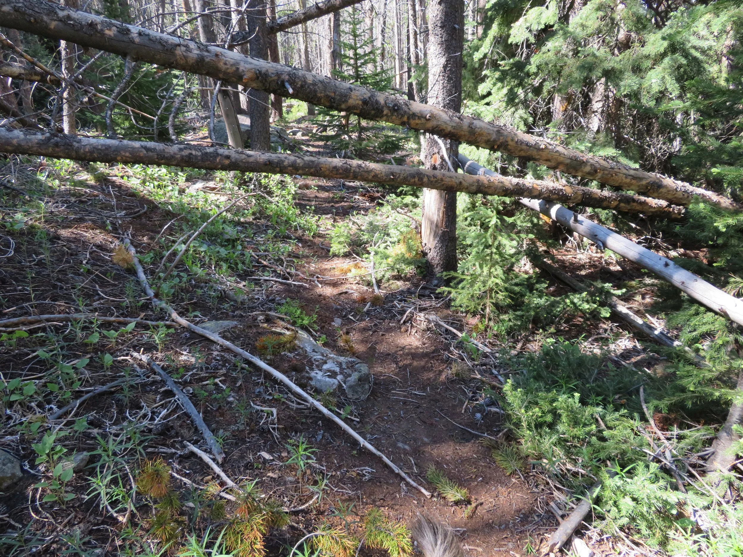 Chapter 24 Following a wide game trail