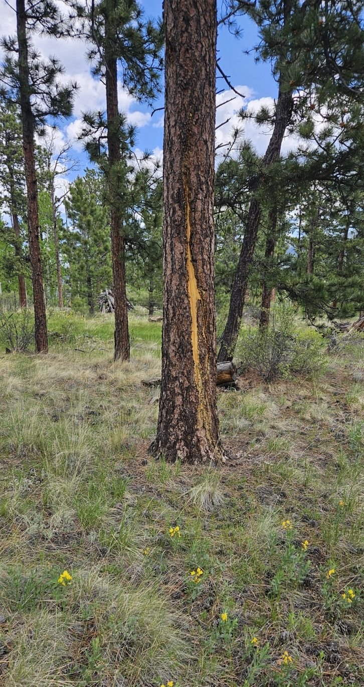 Chapter 2 Lightning scar on ponderosa pine