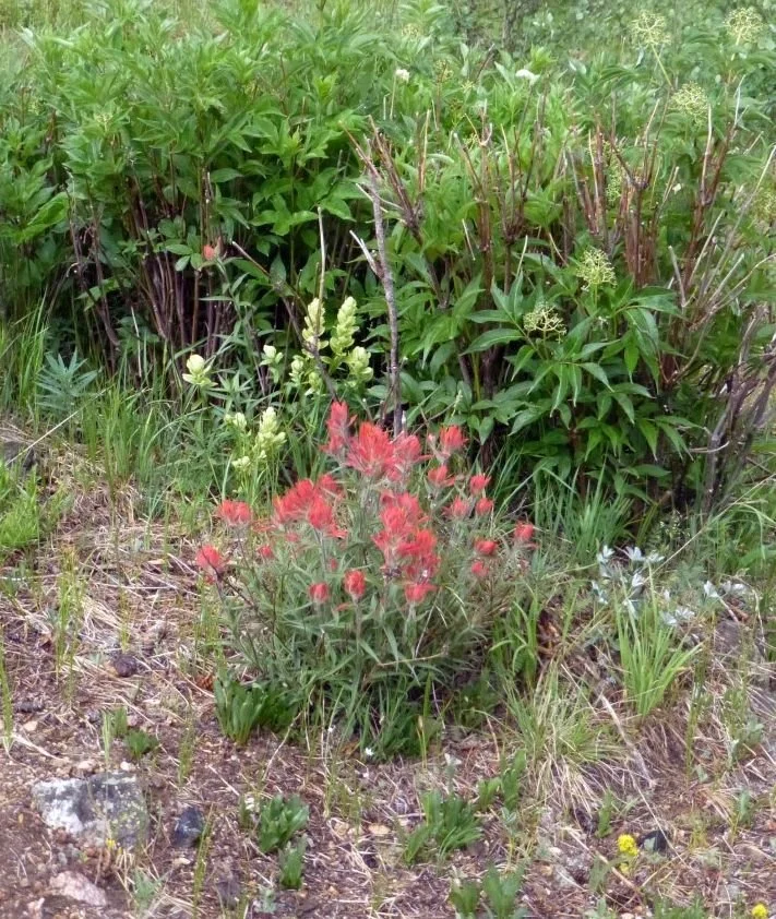 Red and white paintbrush together