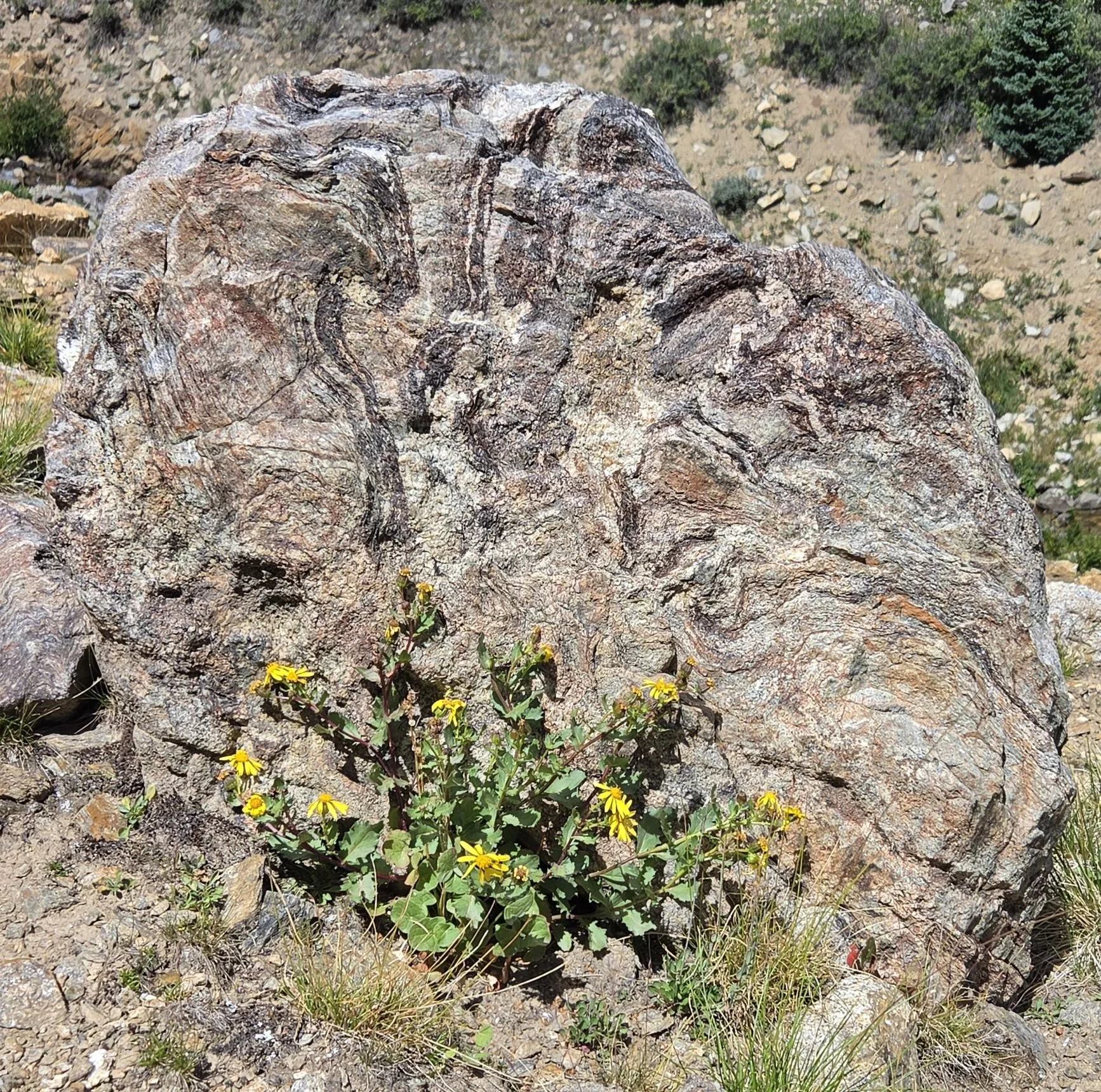 Alpine ragwort growing under the swooshy lines of metamorphic rock