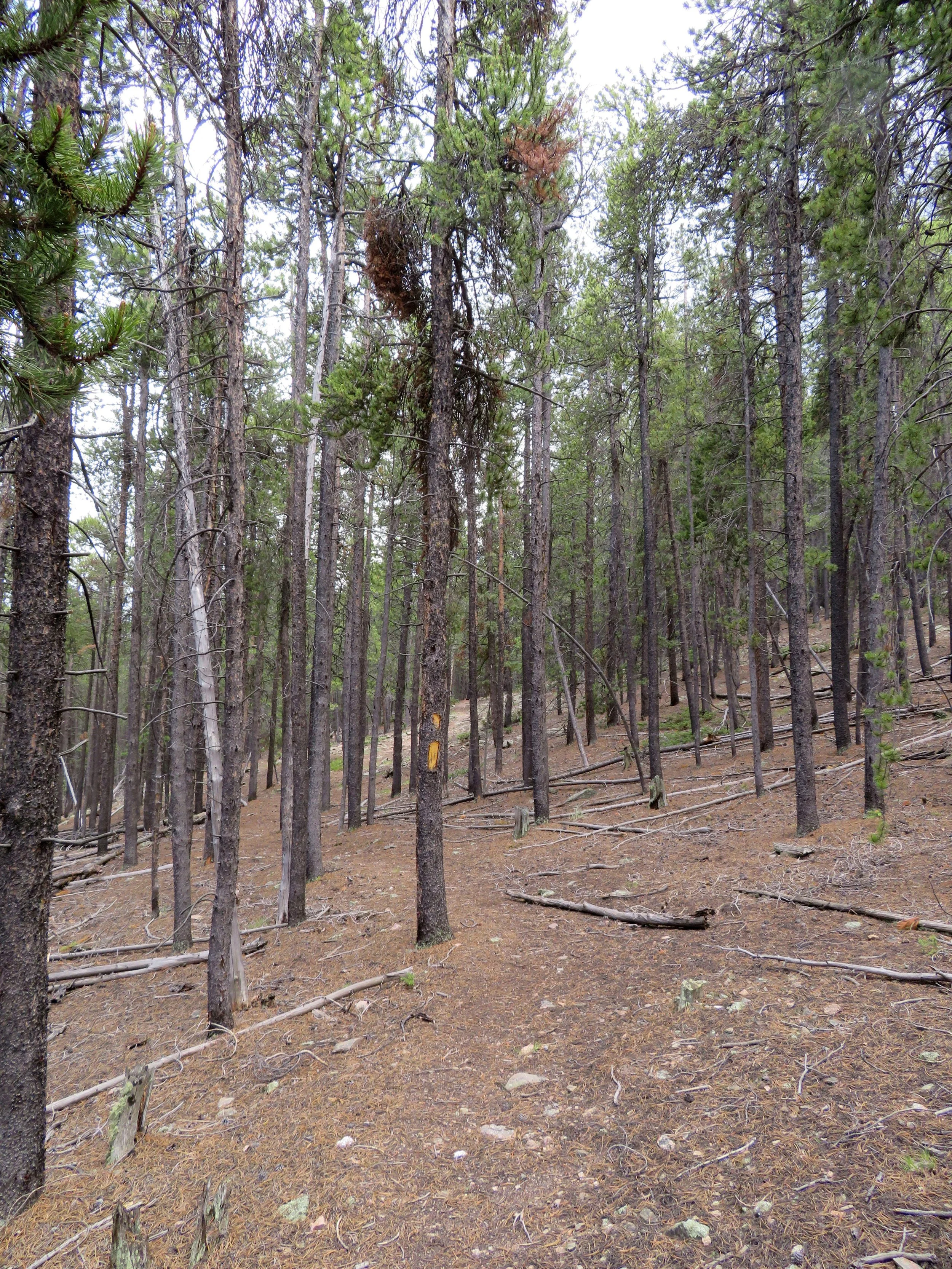 Chapter 17 Forest Service trail blaze