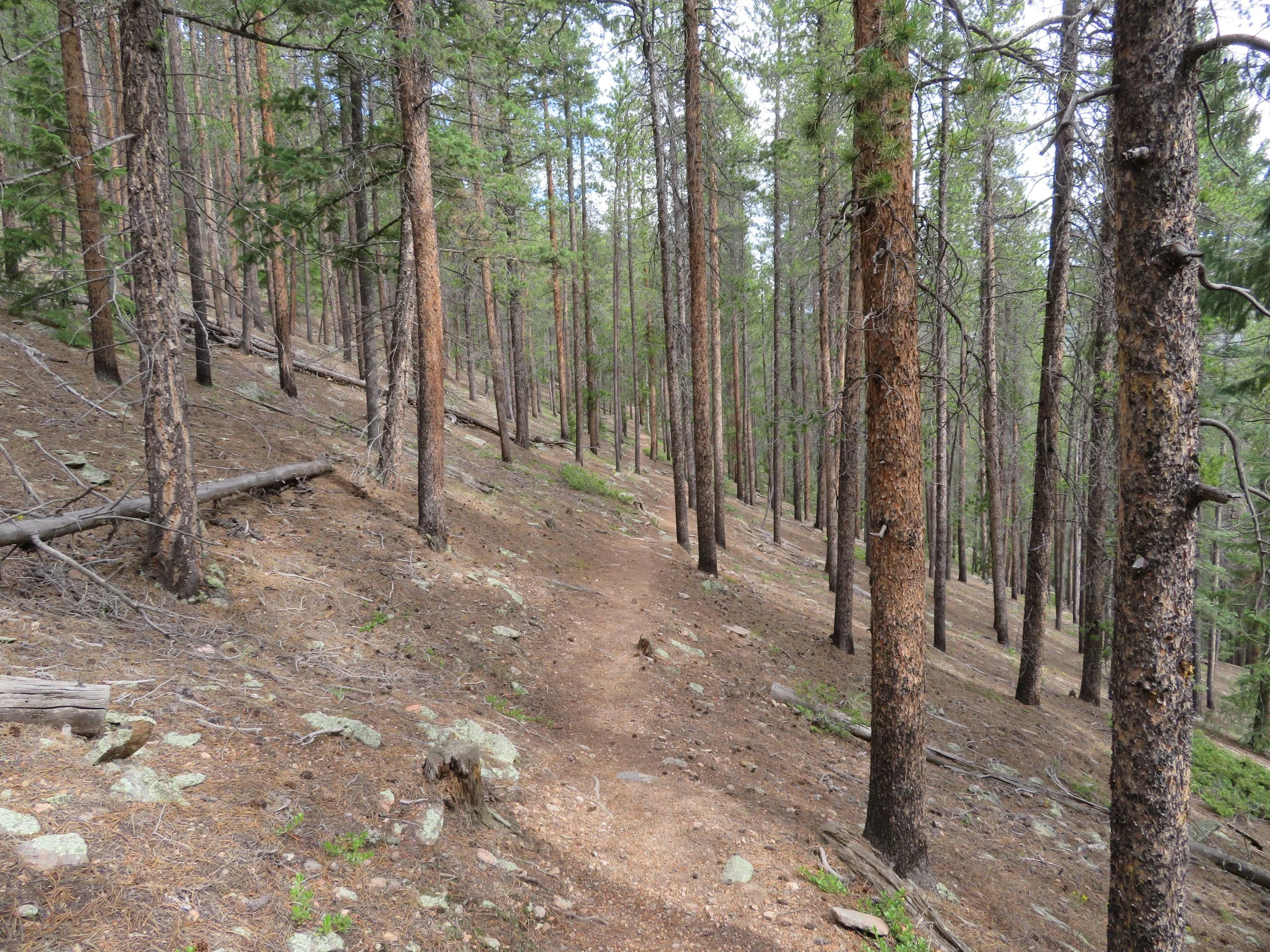 Chapter 11 Trail along the lodgepole ridge