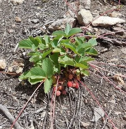 Wild strawberries